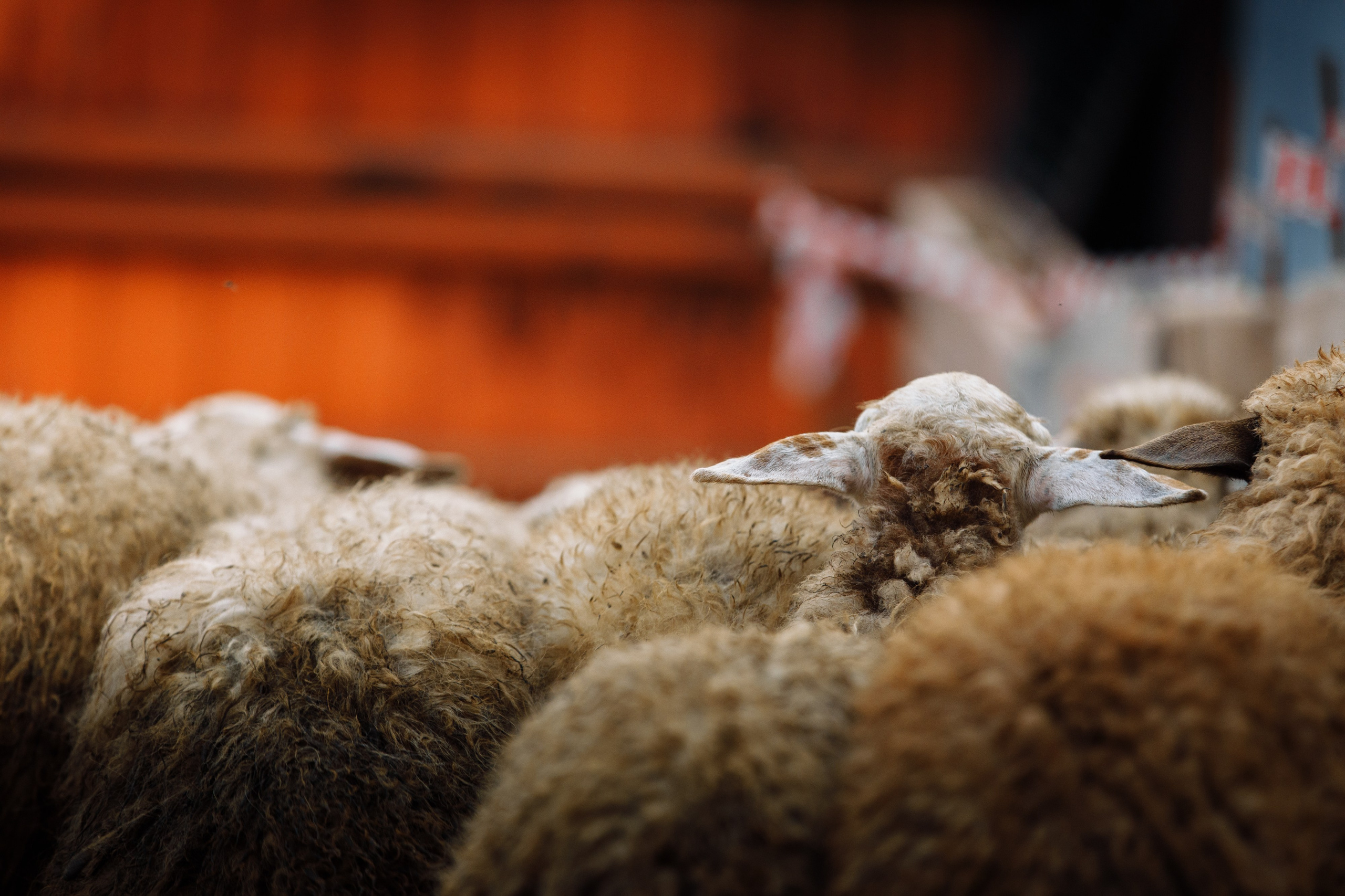 Овечий день. О нас