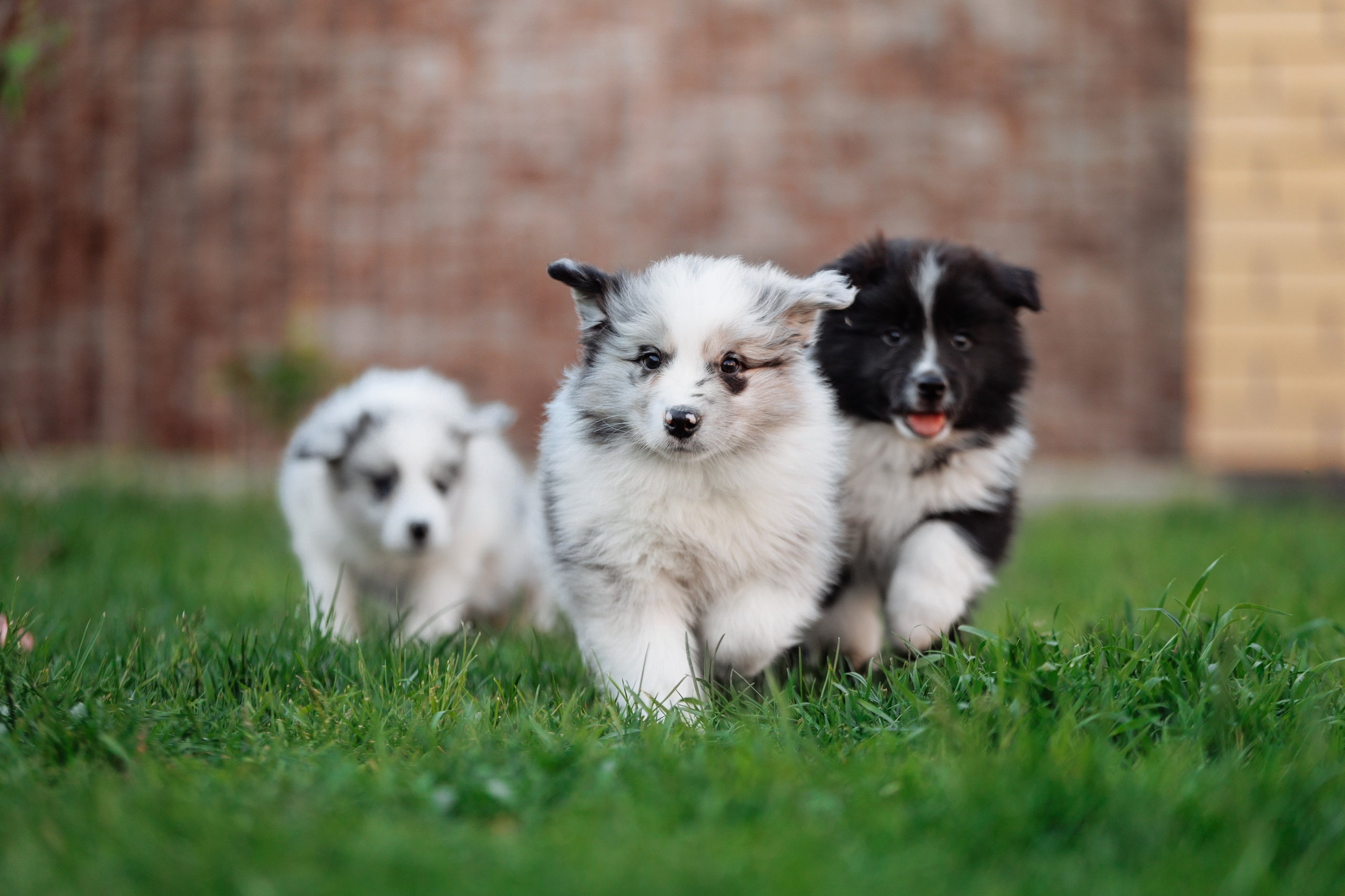 Пушистое. О нас