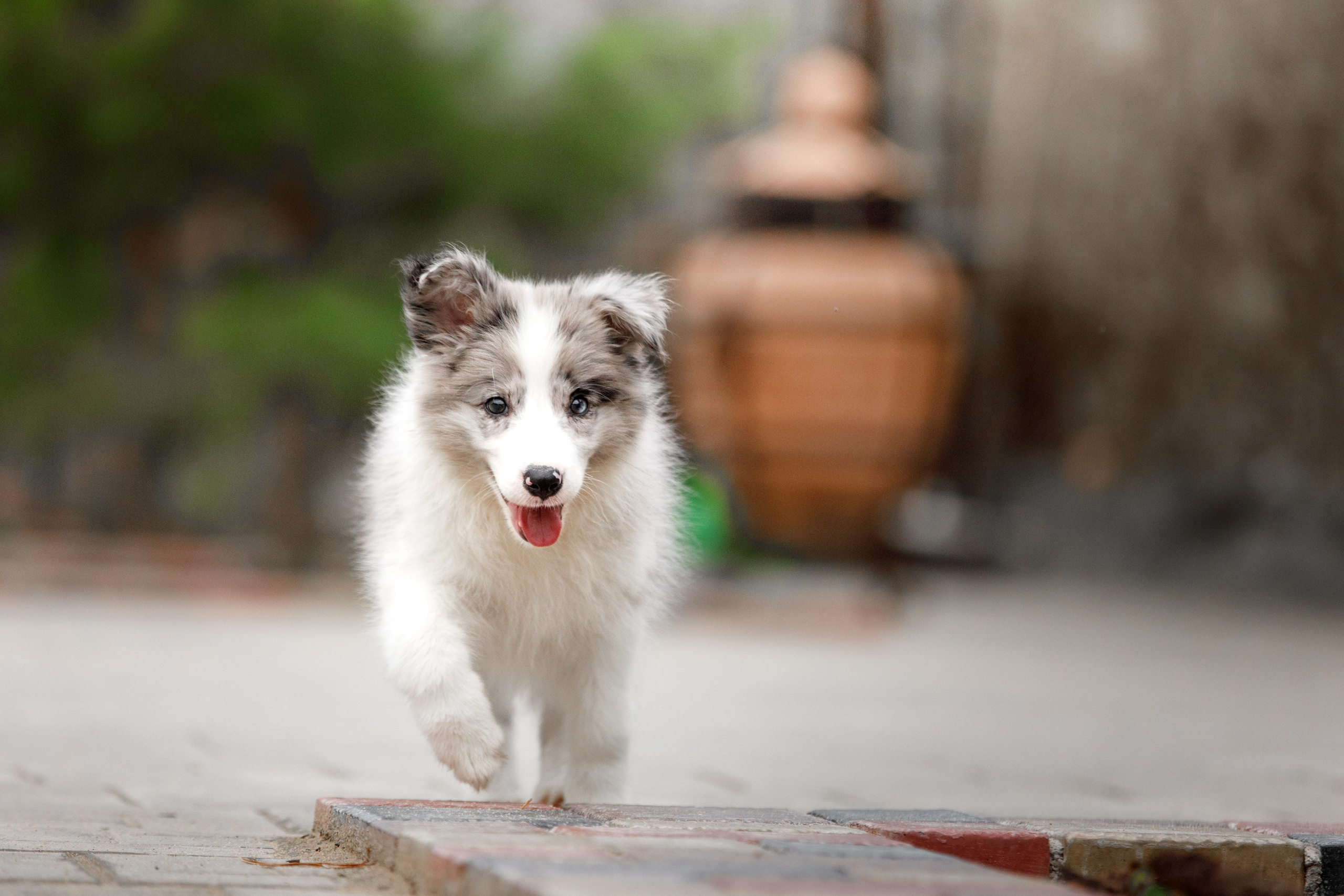 Болтовня в саду. О нас