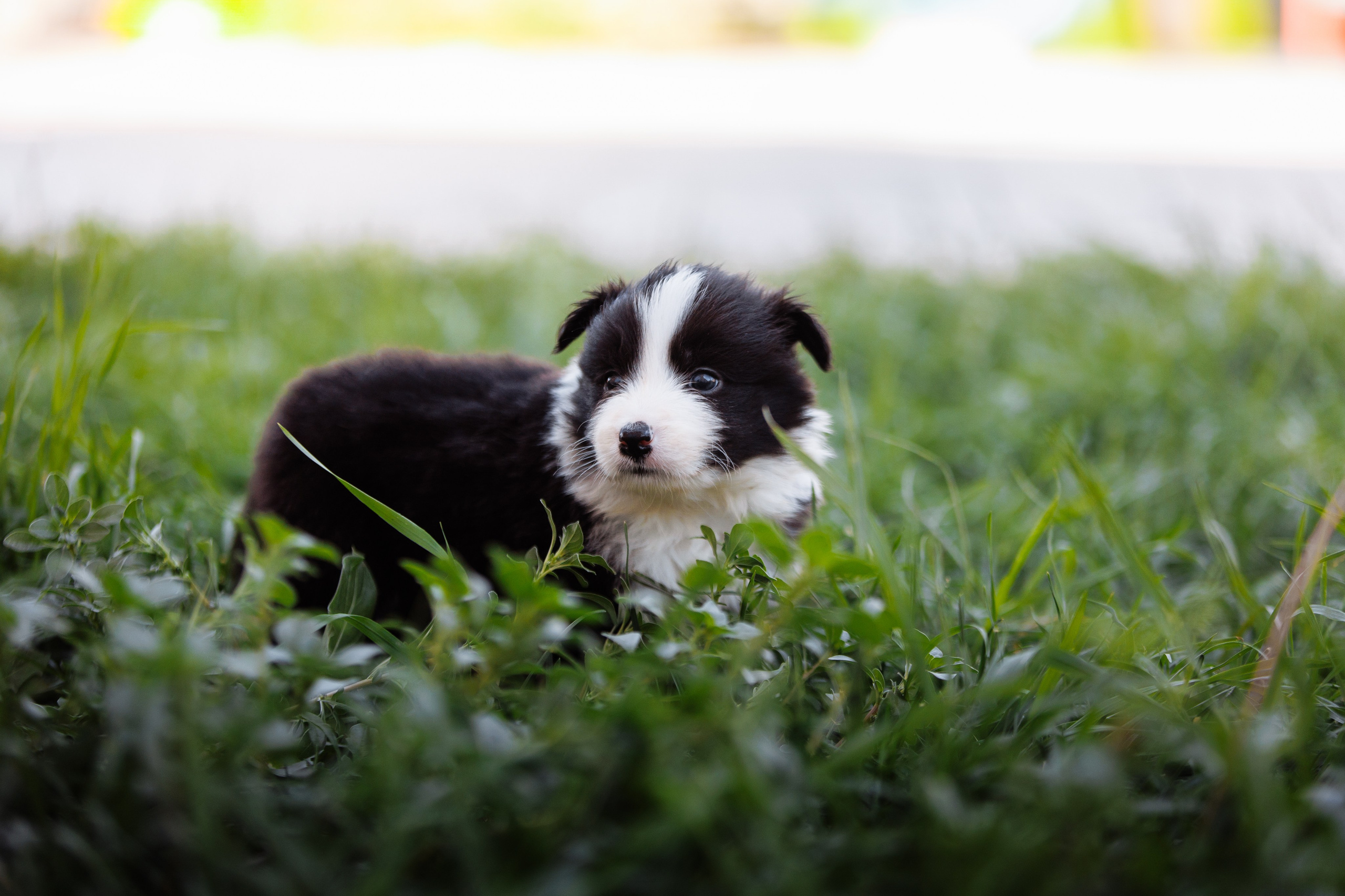 МММ — маленькое мягкое милое. О нас