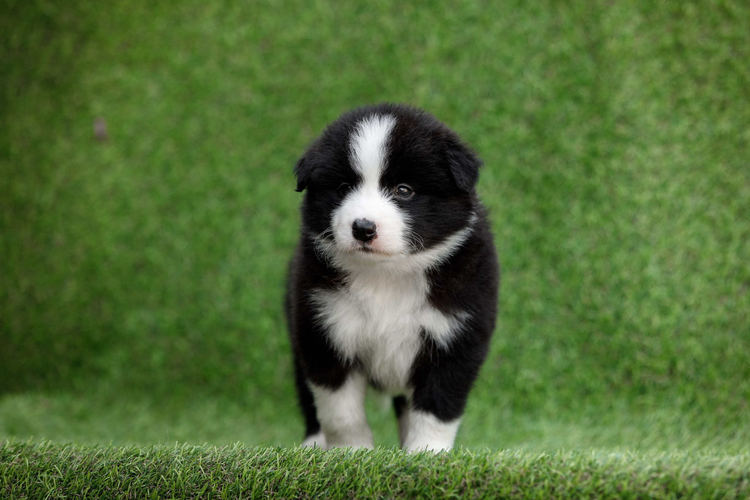 Смешарики. О нас