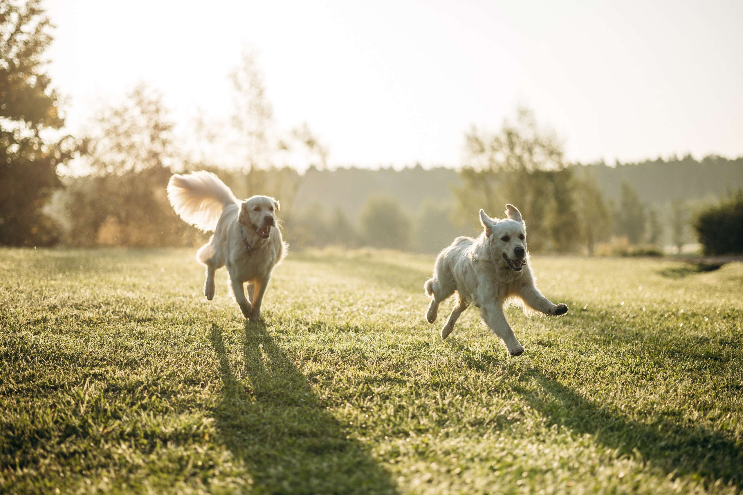 Ирина и ее золотинки. Фотограф — Анималист | Санкт-Петербург