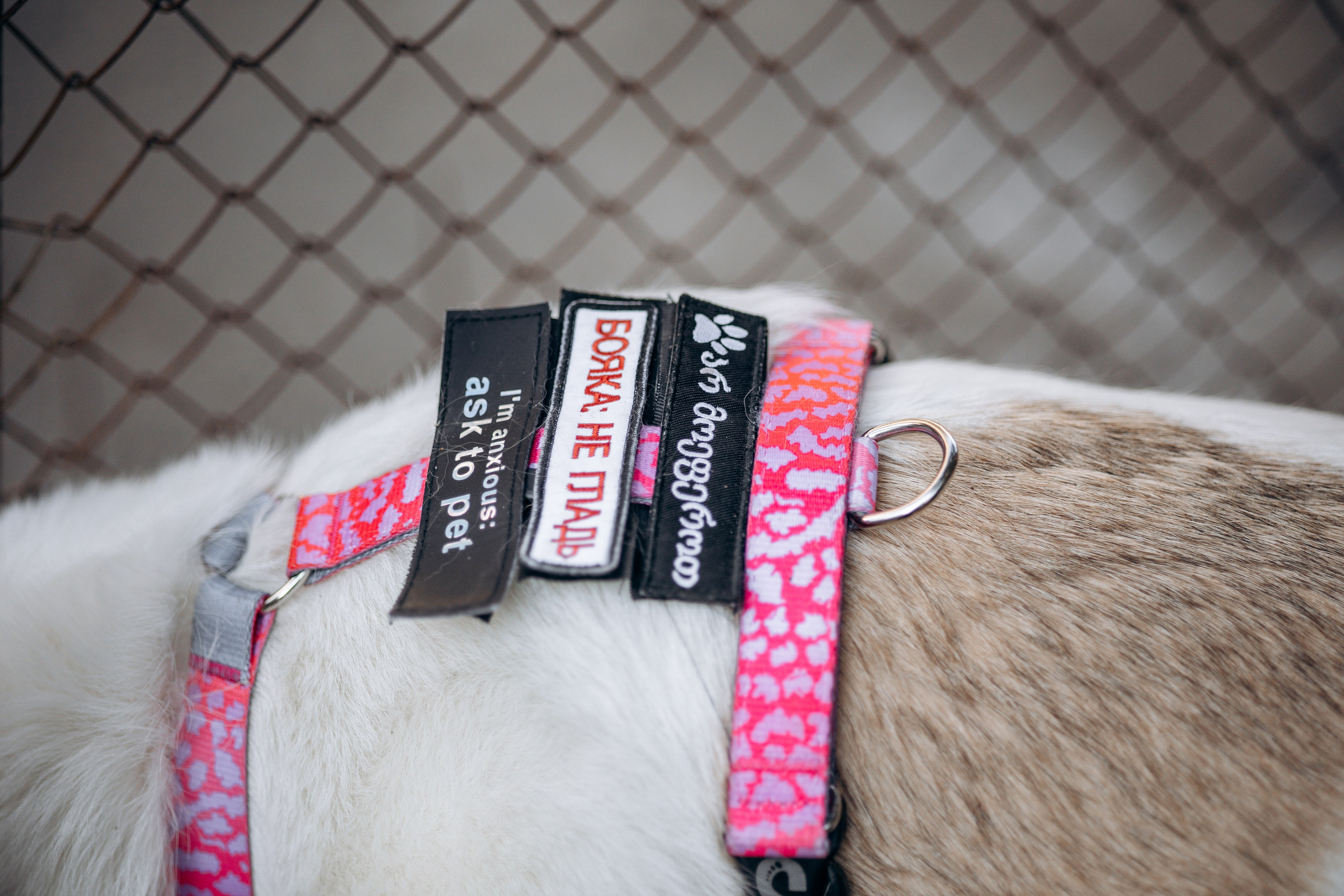 Саша и ее хвосты. Фотограф — Анималист | Санкт-Петербург