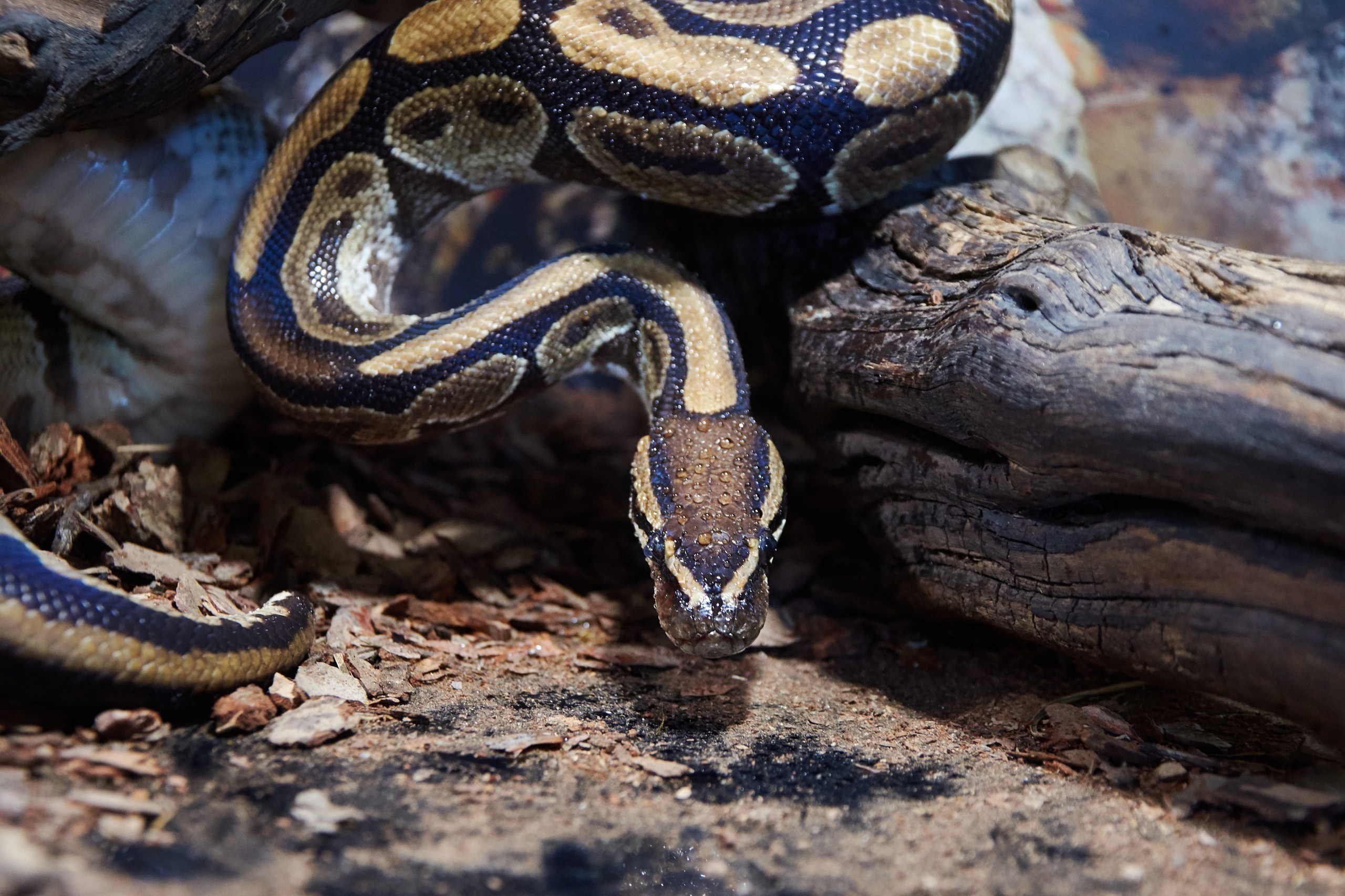 Костромской экзотариум. Ольга Чёкотова (Фотограф Кострома)
