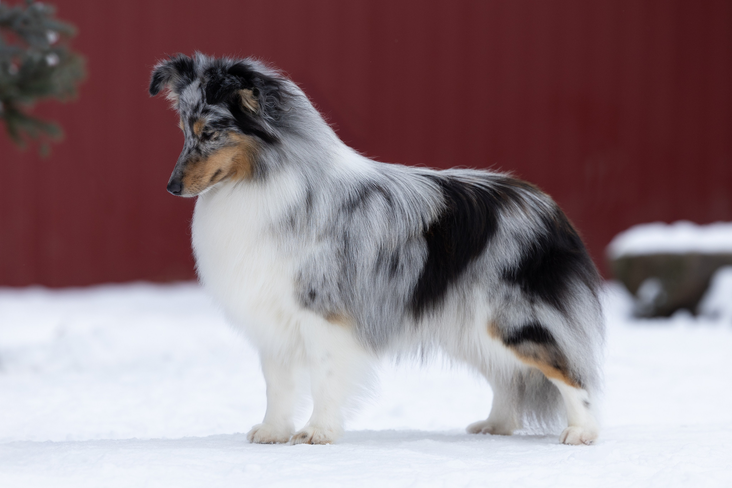 Питомник Пятый Элемент. Мои работы