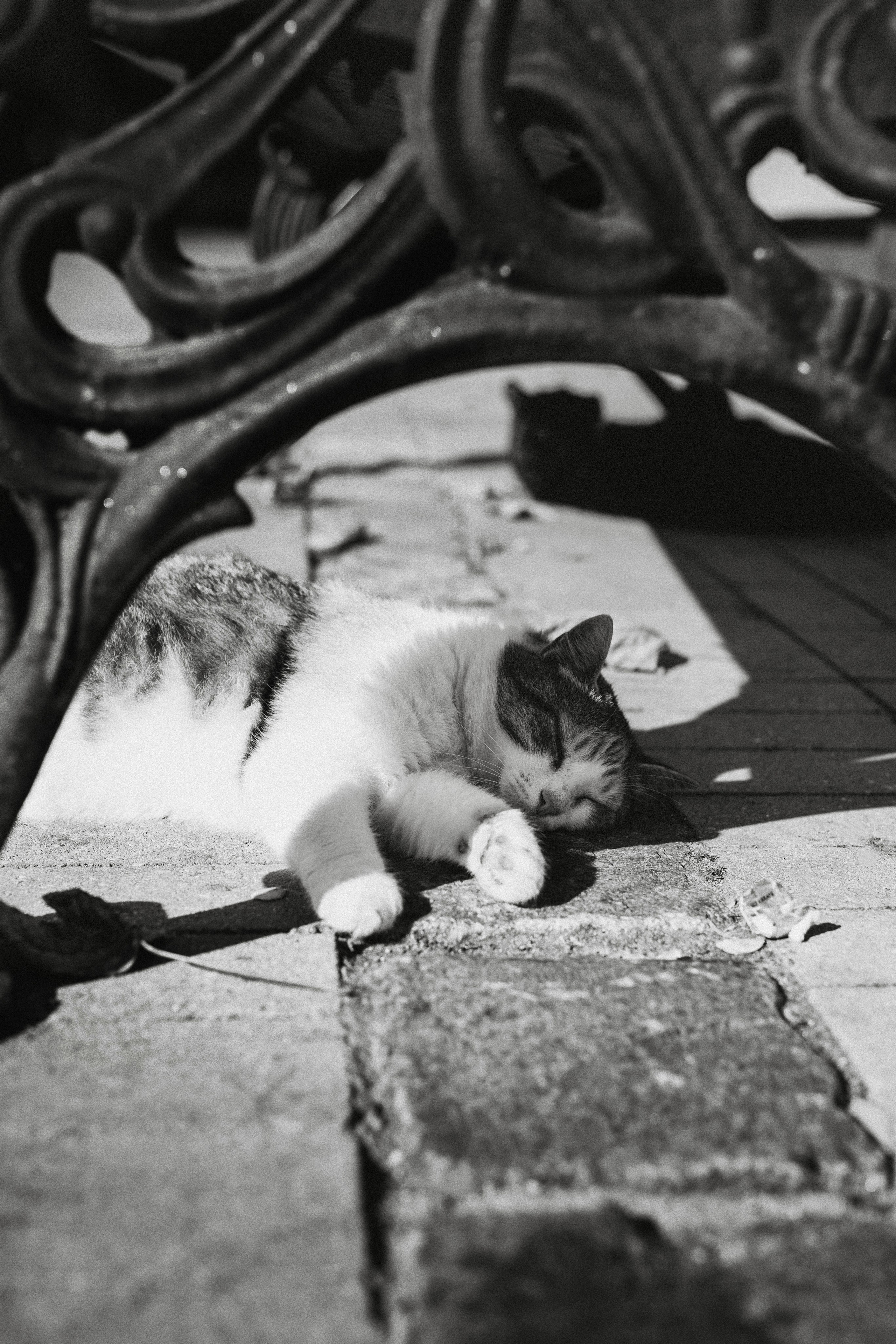 Коты Зеленоградска. Фотограф Зеленоградск Красильникова Елена