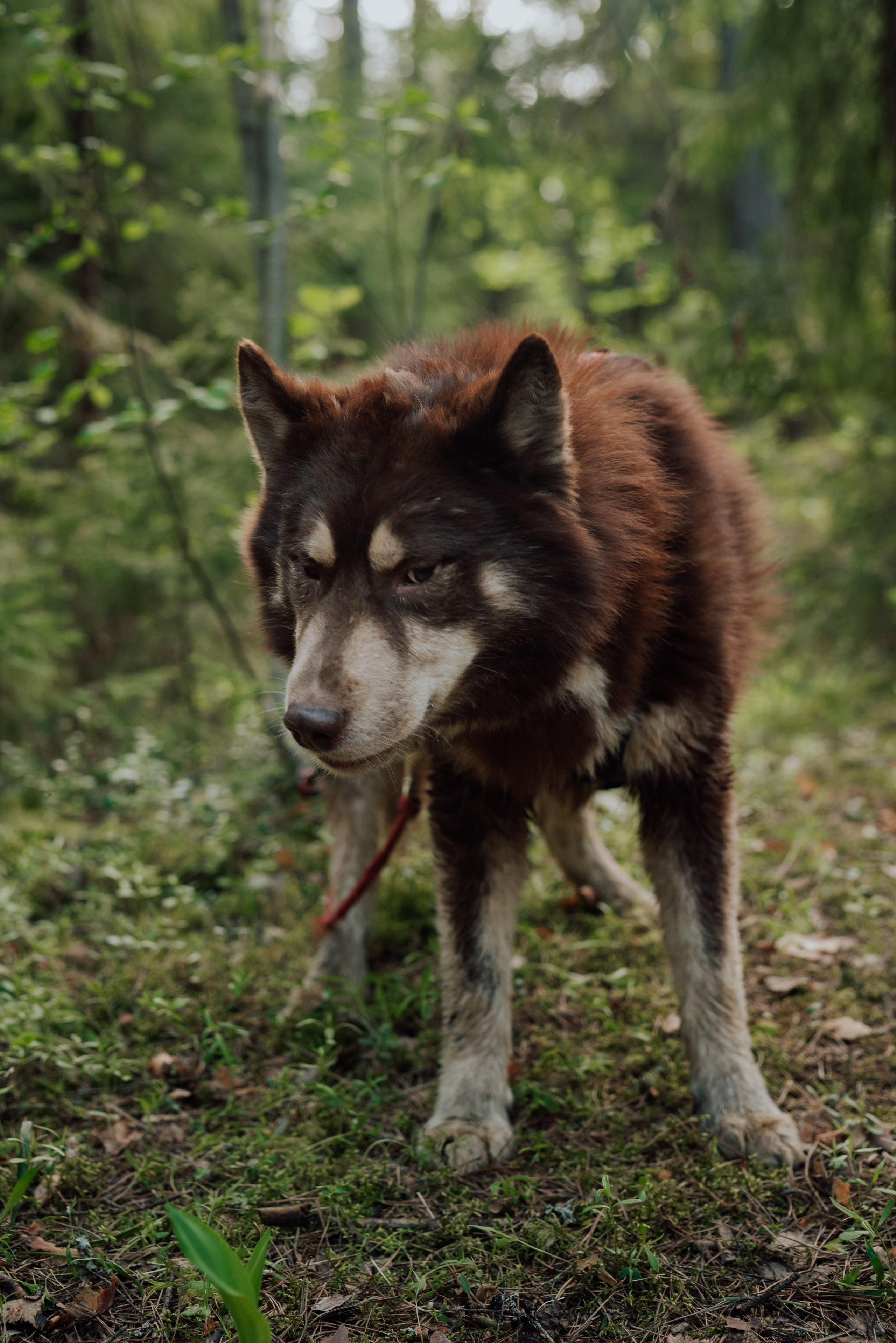 Догтрекинг. Фотограф в Санкт-Петербурге и Ленинградской области