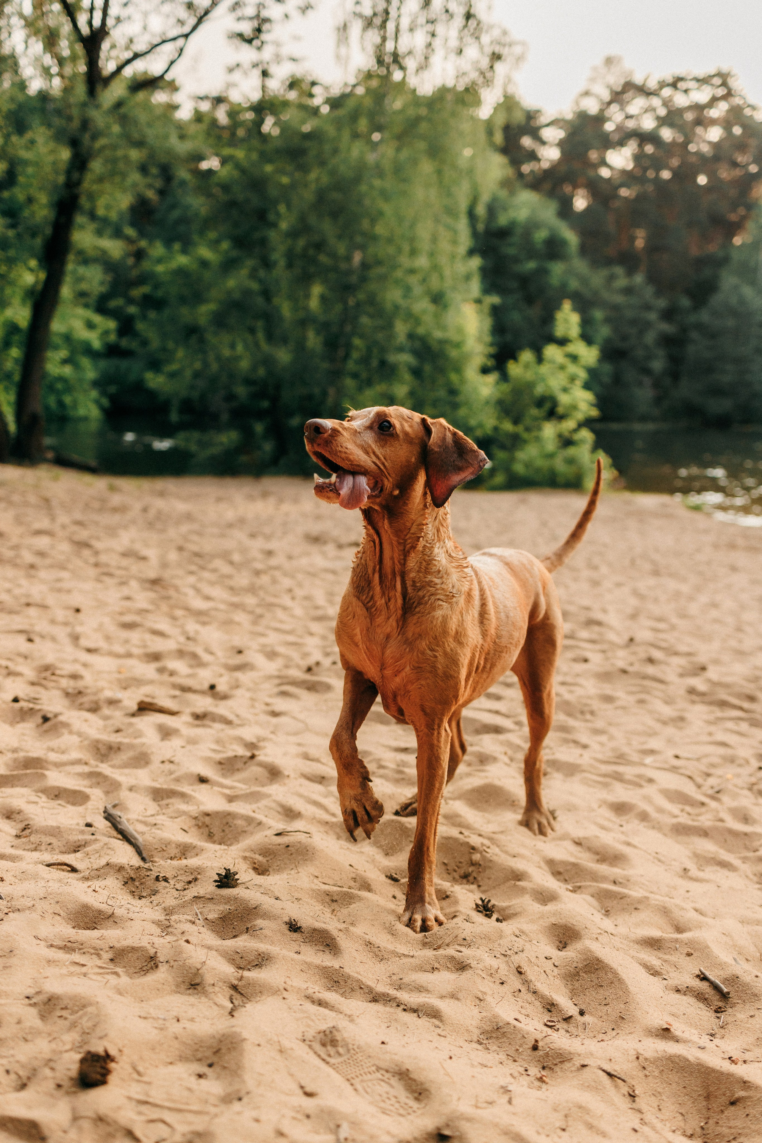 Марина, Глеб, Мая и Чили. Фотограф-анималист Елена Радченко, Москва