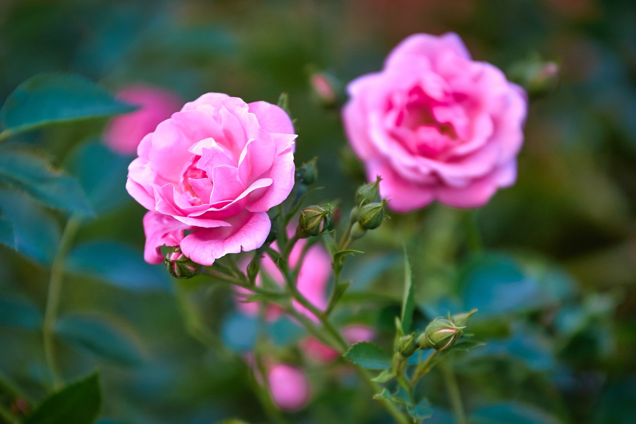 Наша мать — природа. Фотограф Владимир Артамонов