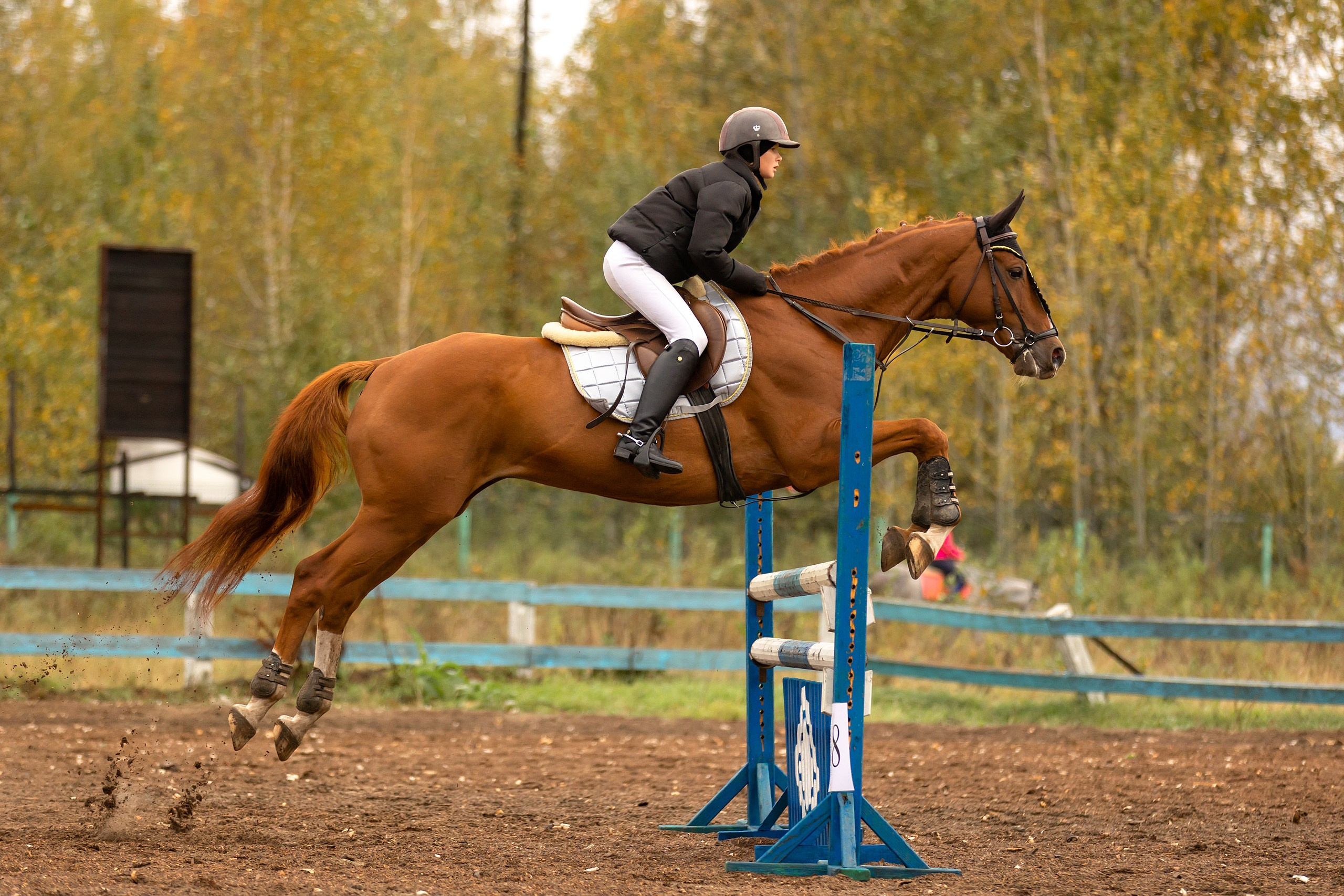 Соревнования по конному спорту. Конный фотограф Валынкина Лера