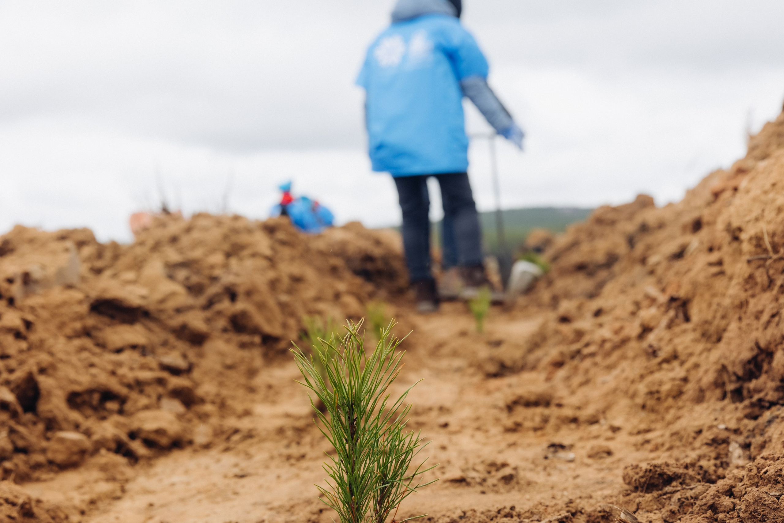 Siberian wellness. Ежегодная акция по посадке деревьев. Свадебный и семейный фотограф в Улан-Удэ