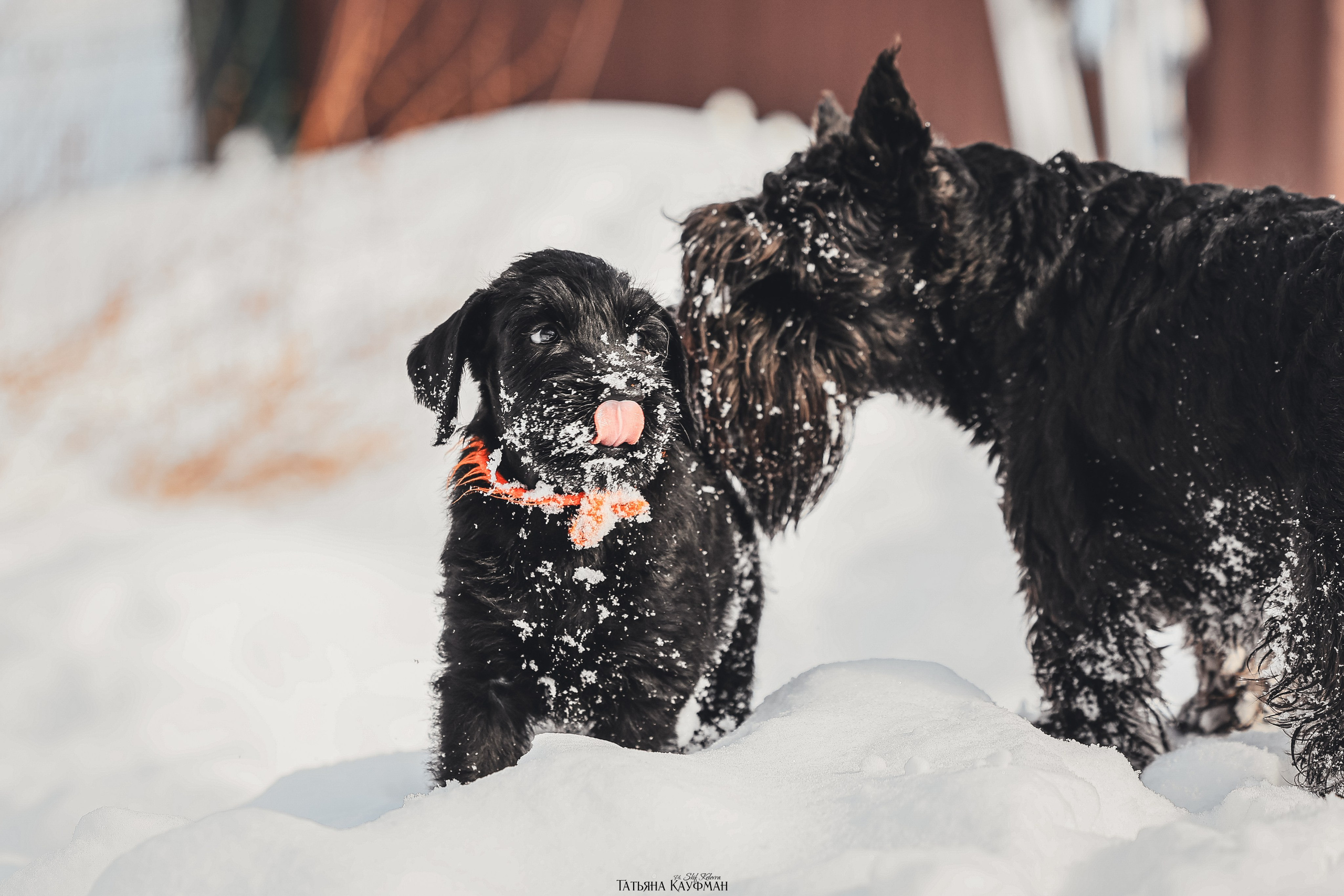 Ризеншнауцер, щенки ризеншнауцера, купить ризеншнауцера, купить щенка, ризеншнауцер Новосибирск, фотосъемка щенков, фотосессия собак, заказать фотосессию, фотографии щенков, сфотографировать щенка, фотограф Анималист, фотограф собак Новосибирск, фотограф анималист Новосибирск