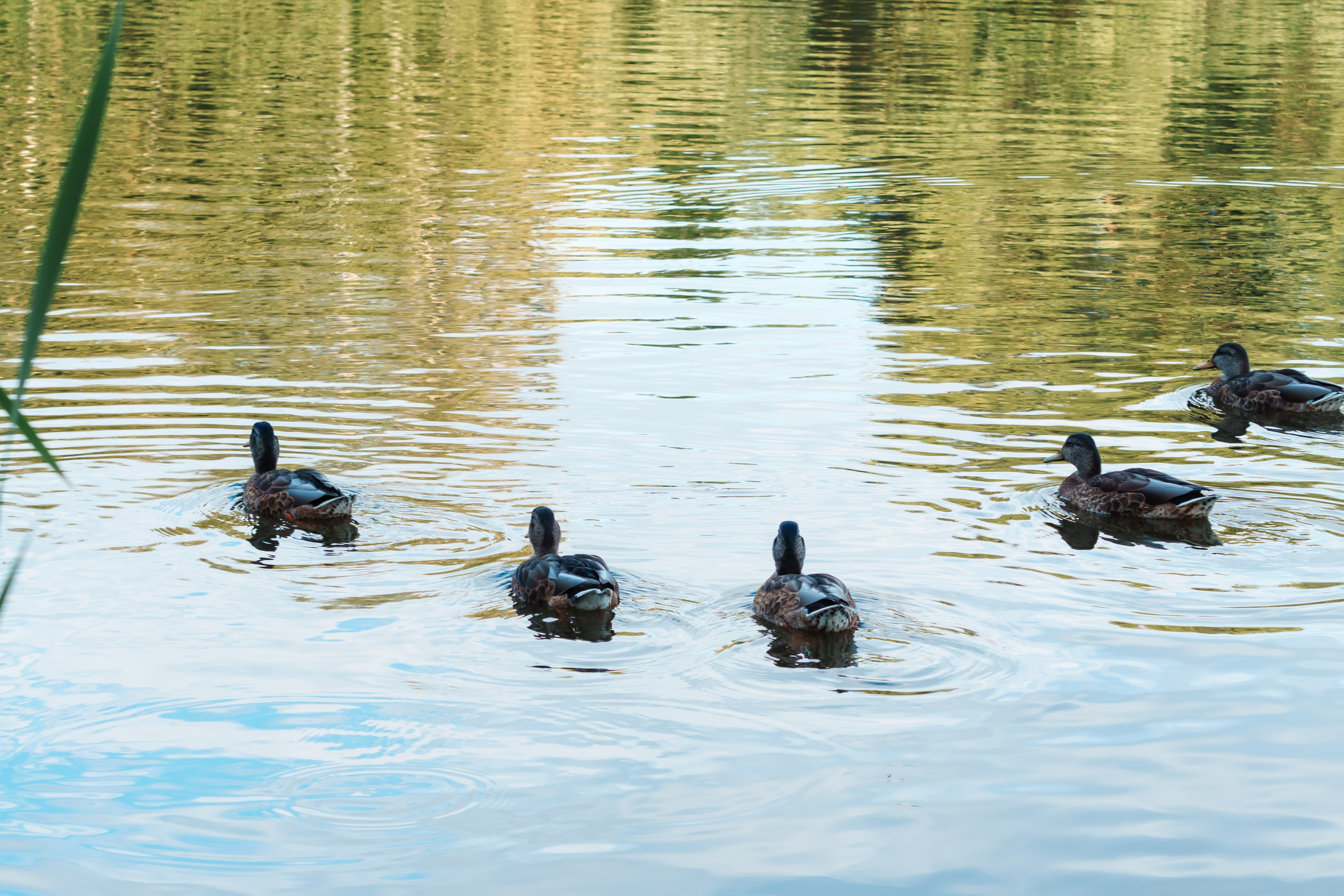 Животные. Фотограф в Санкт-Петербурге Ибрагимова Алина