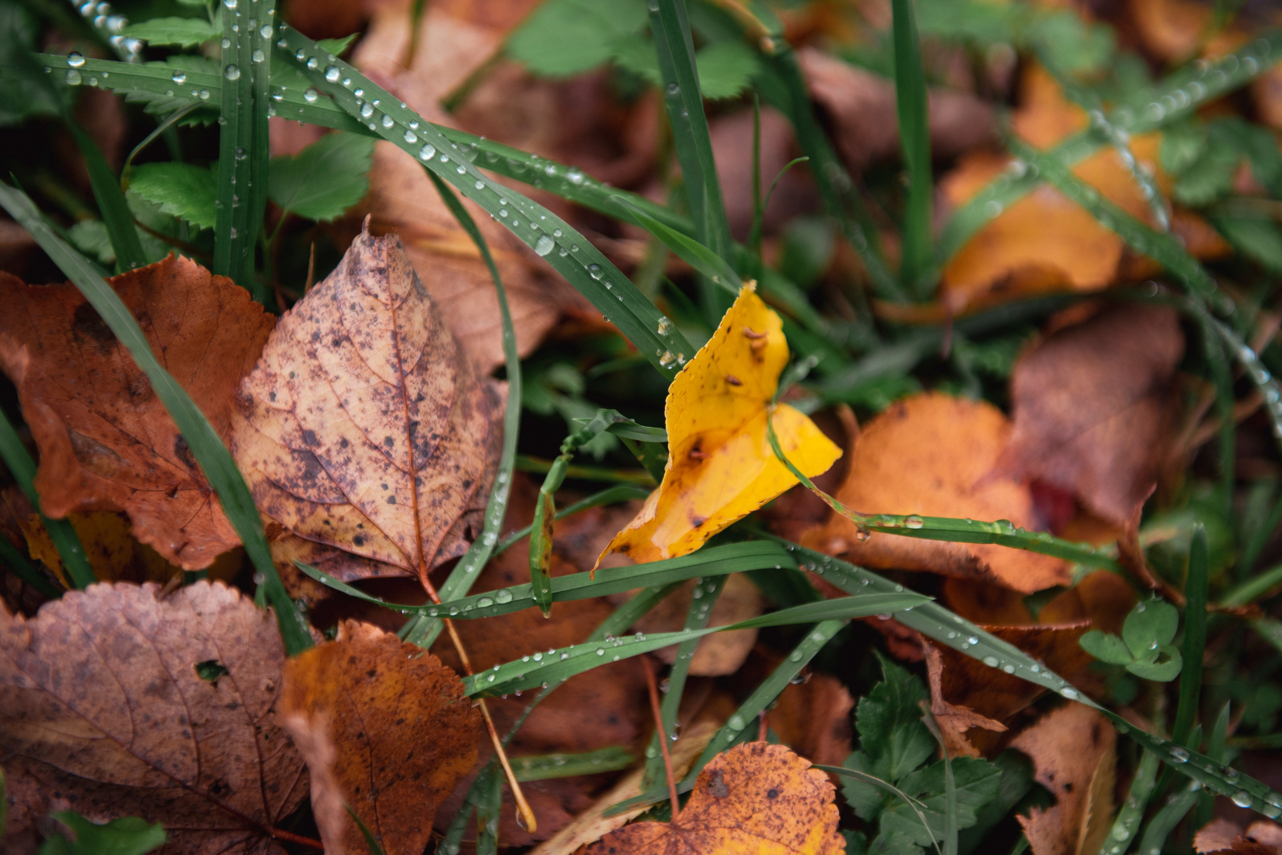 Осень. Портретный и архитектурный фотограф в Москве и Санкт-Петербурге