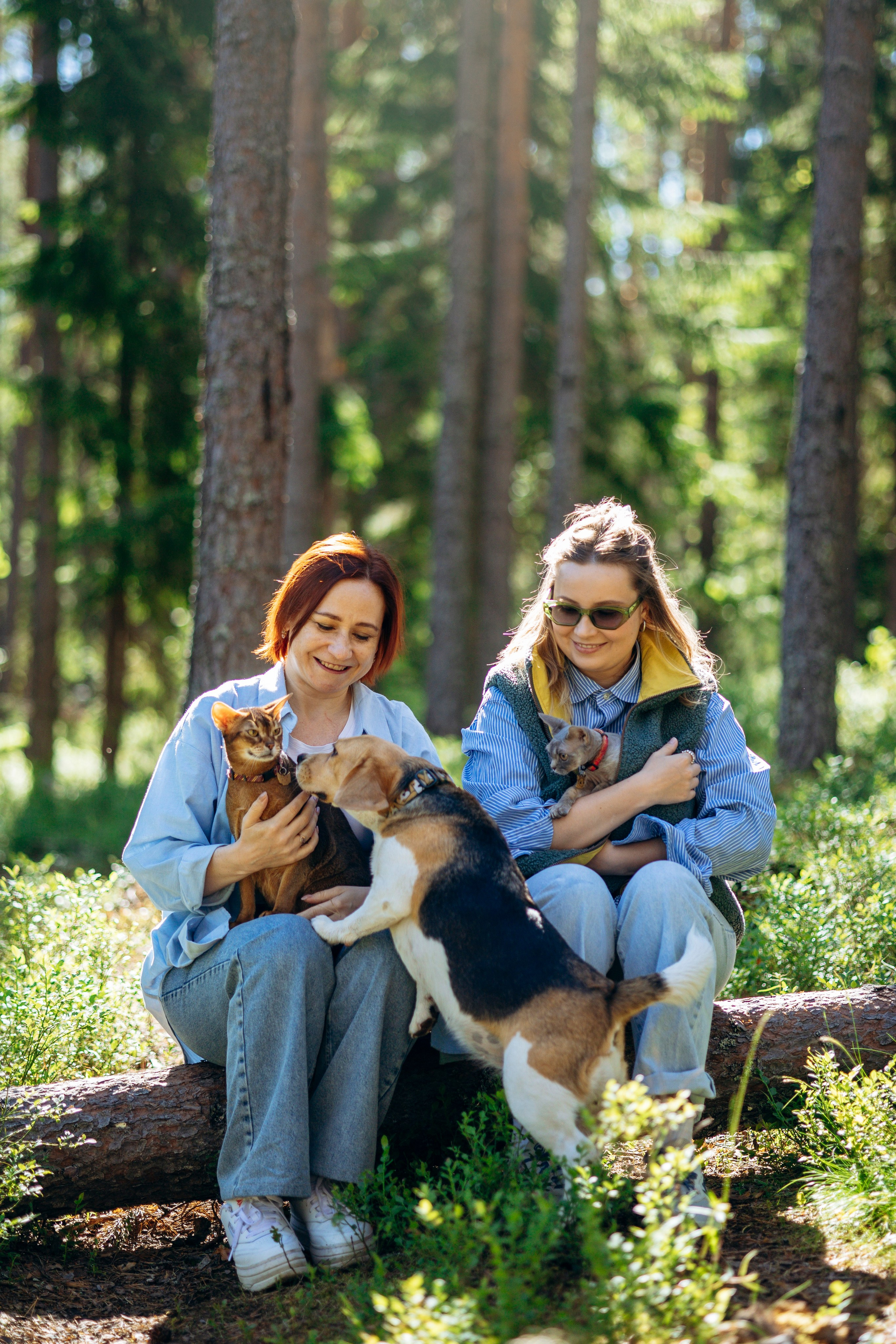 Котофеи и их семья. Фотограф — Анималист | Санкт-Петербург