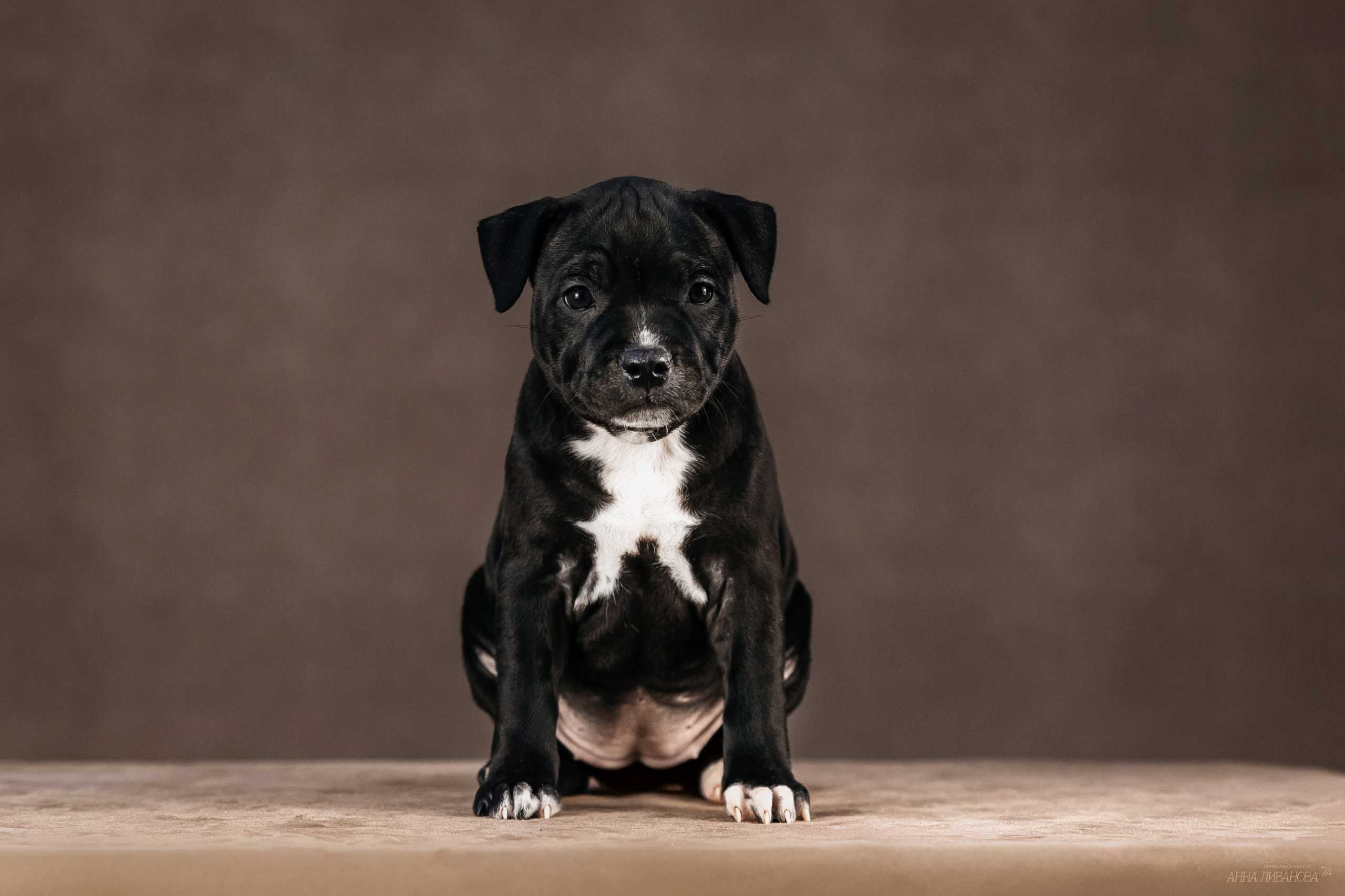 Стаффи. Фотограф анималист Аня Ливанова | Рыбинск