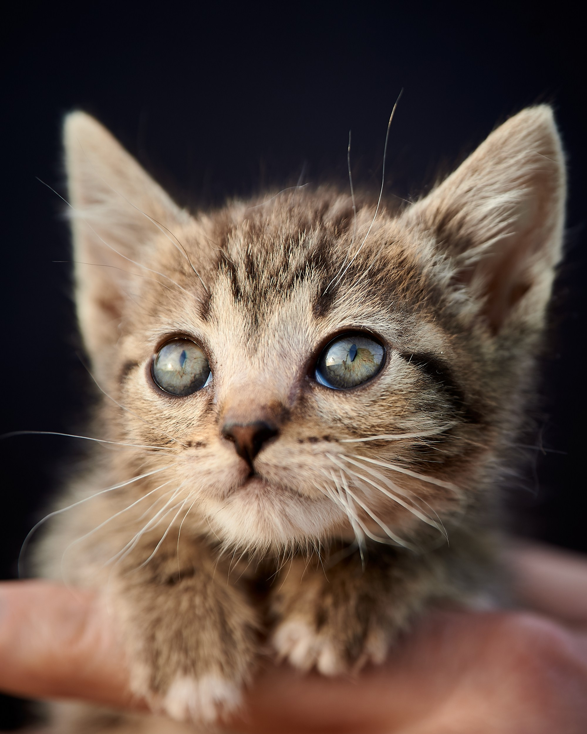 Фотосъемка животных