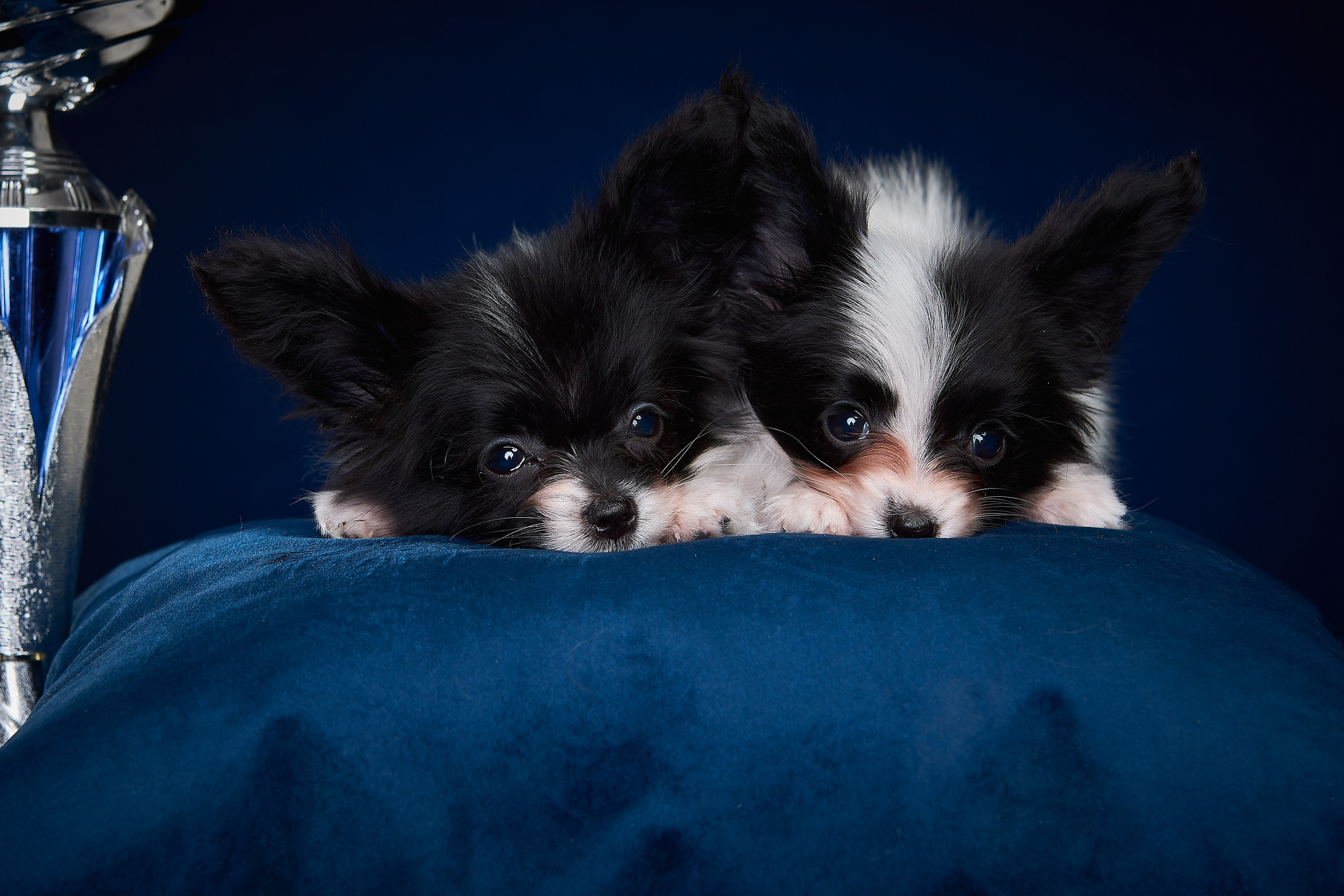 Фотосъемка животных