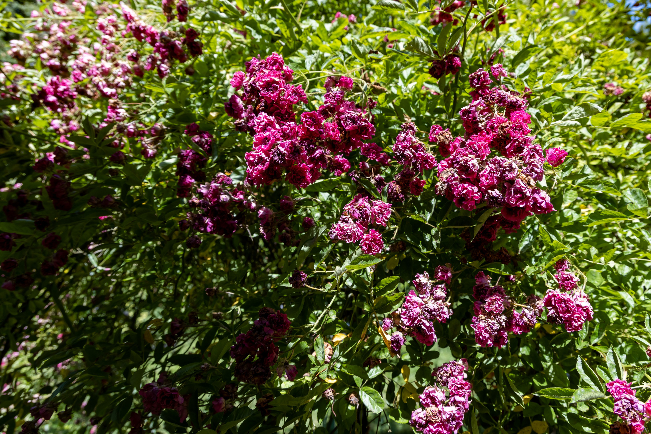 Сочи. Солох Аул. Репортажный, семейный и студийный фотограф в Москве Демин Алексей