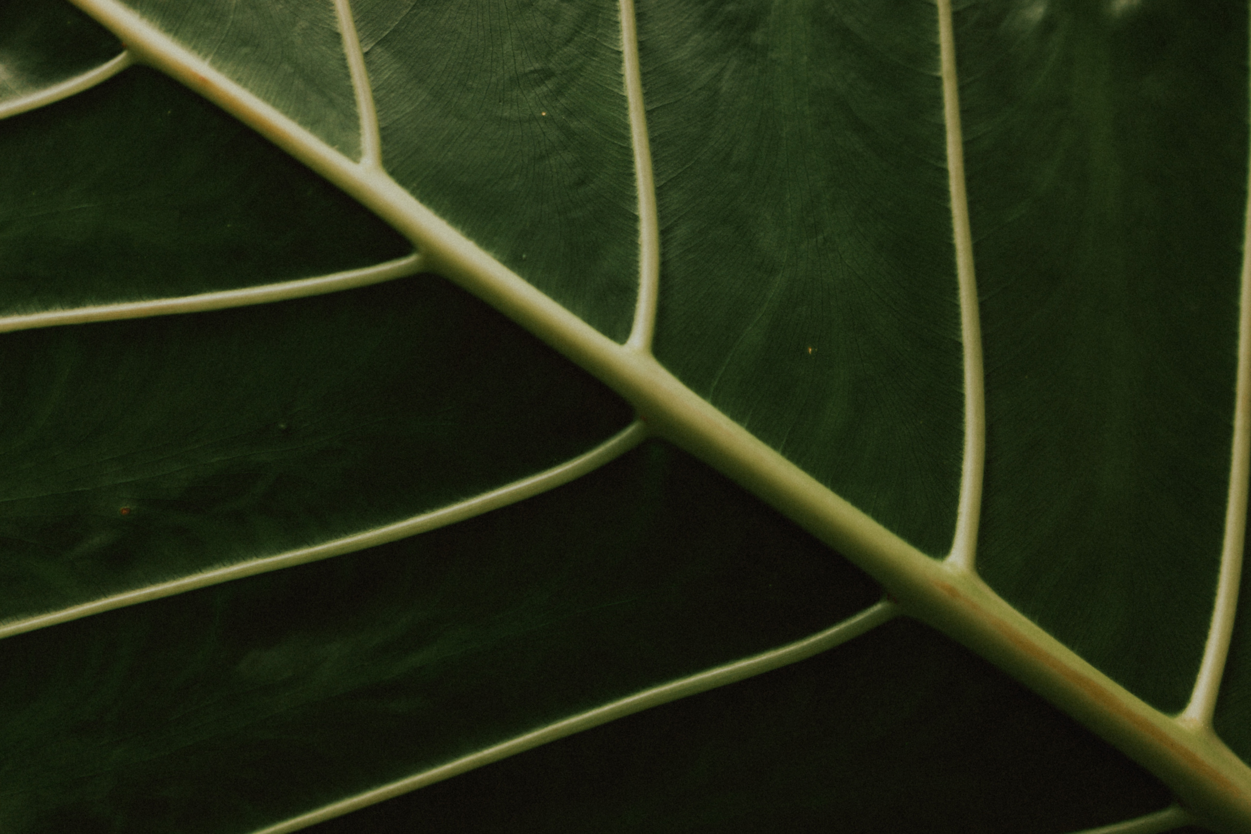 Артем и Юля. Свадебный фотограф Грузия Alex and Polly