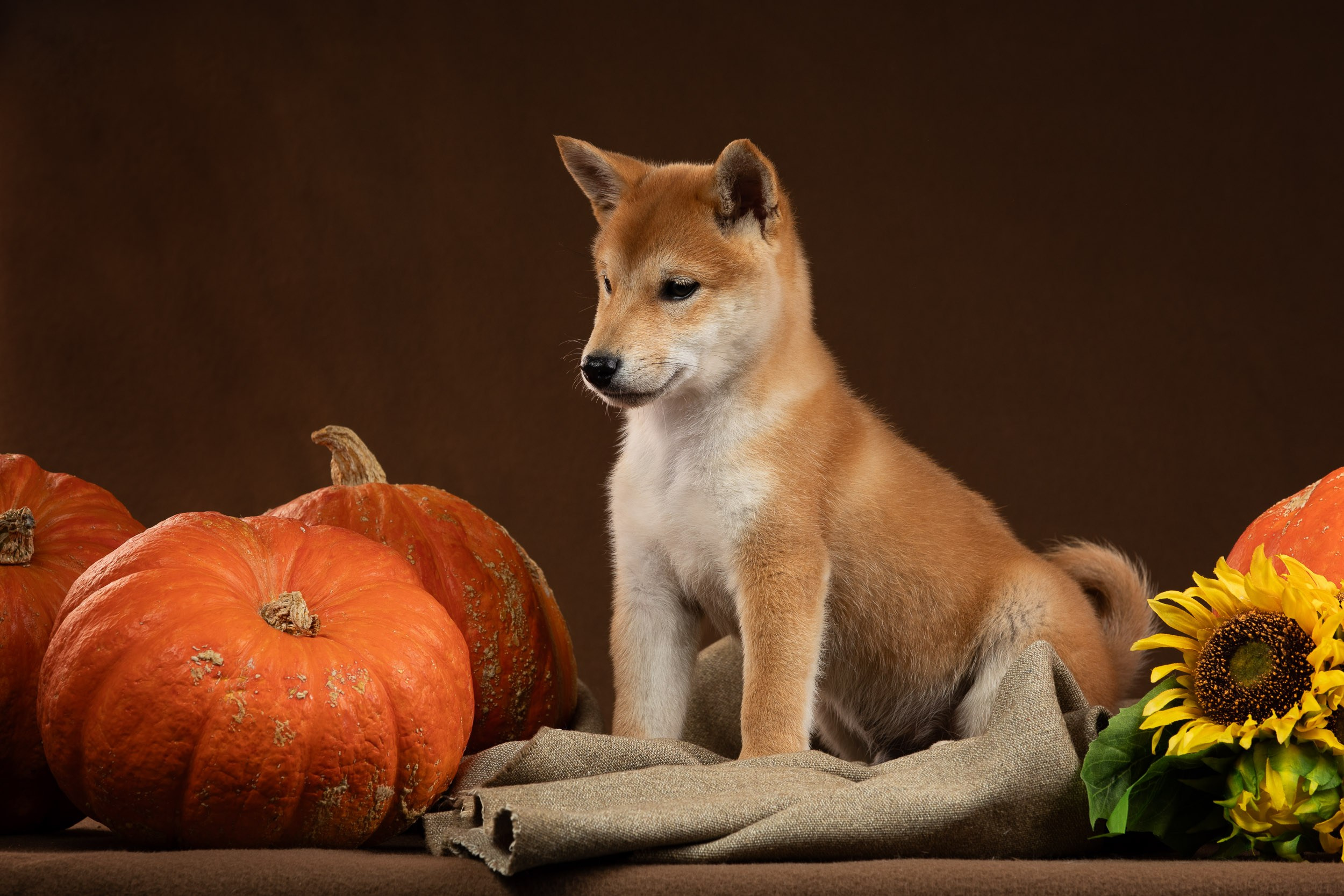 Съемка щенков на продажу с искусственным светом. Фотограф-анималист в Москве и Московской области Татьяна Фролова