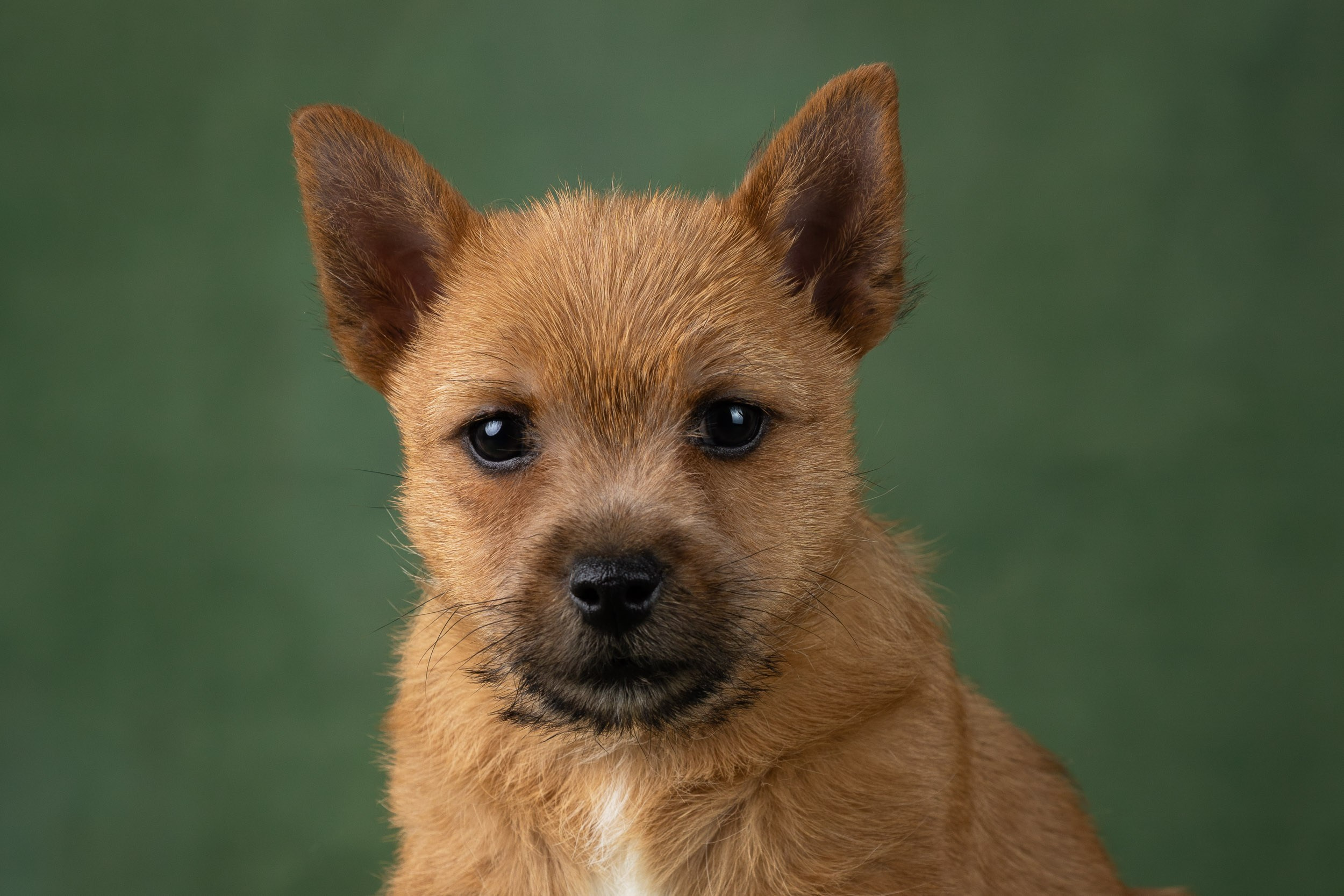 Фотосъемка щенков норвич-терьера в питомнике Москва и область. Фотограф-анималист в Москве и Московской области Татьяна Фролова