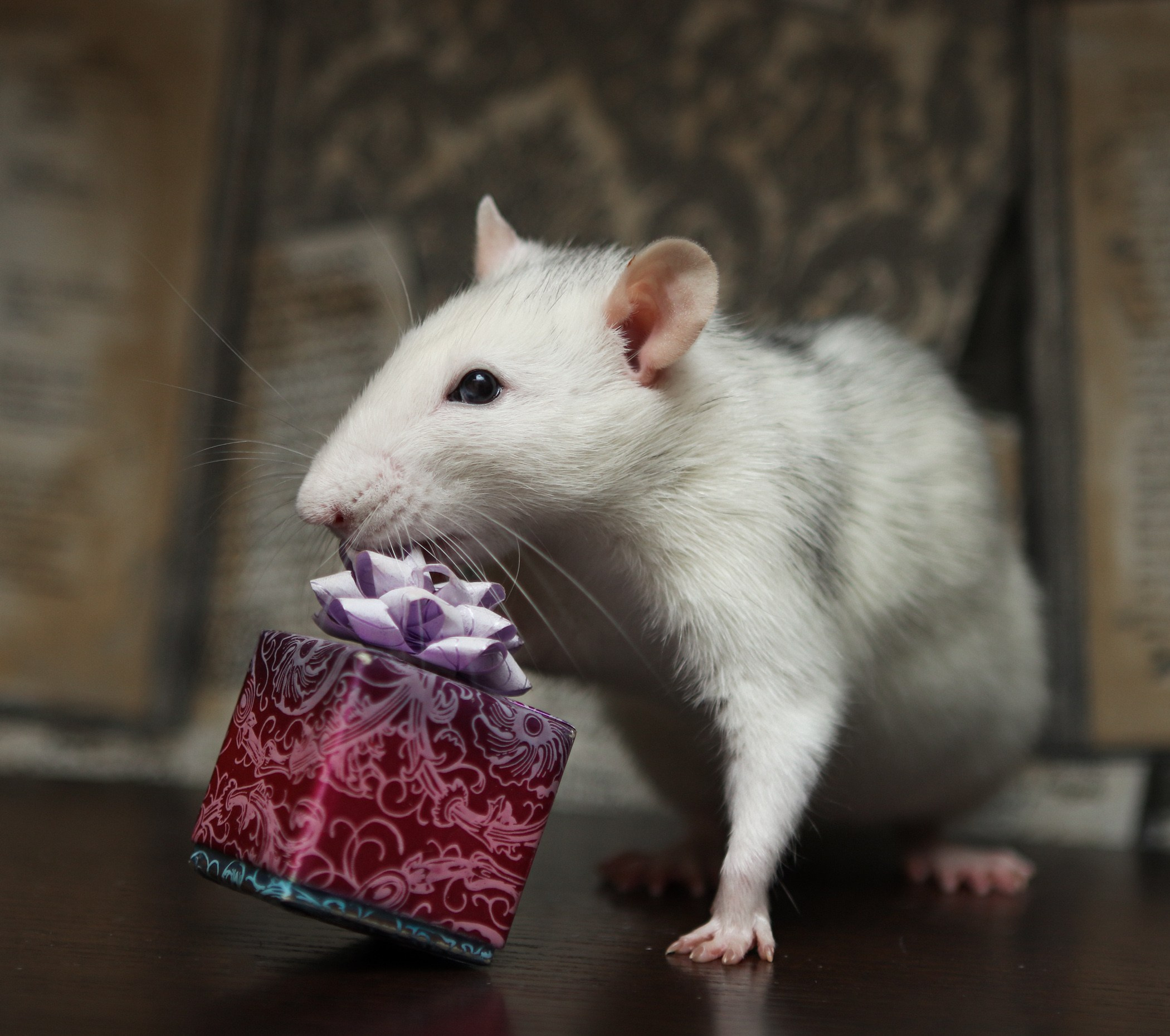 Грызуны. Фотограф-анималист Полина Колкова | Москва