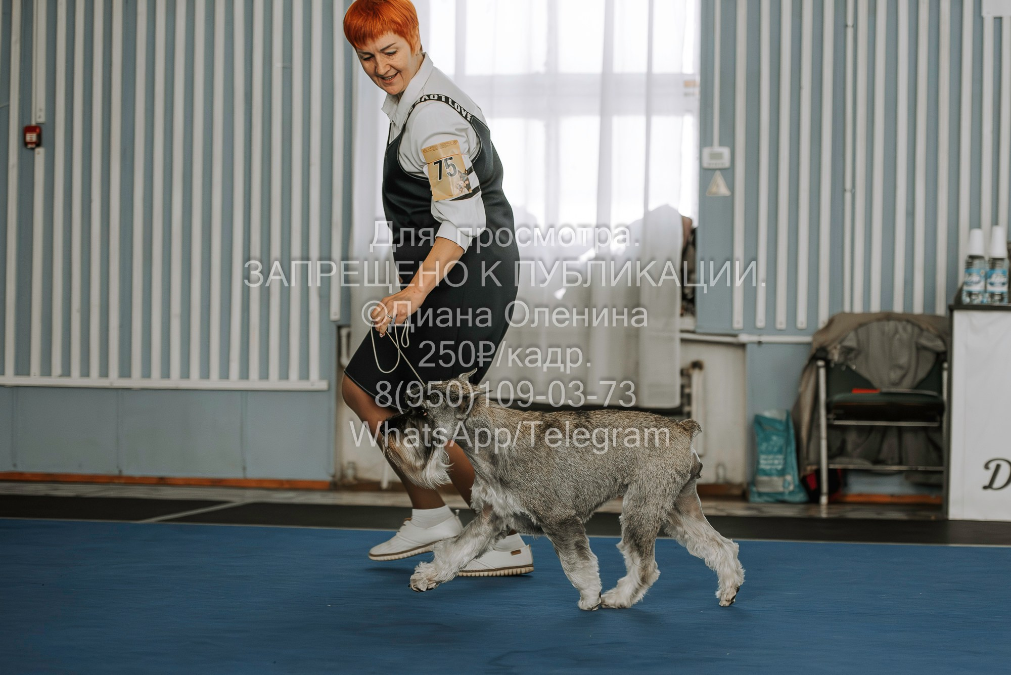 Выставка собак Красноярск 29.10.2023. Фотограф Диана Оленина Красноярск / Братск