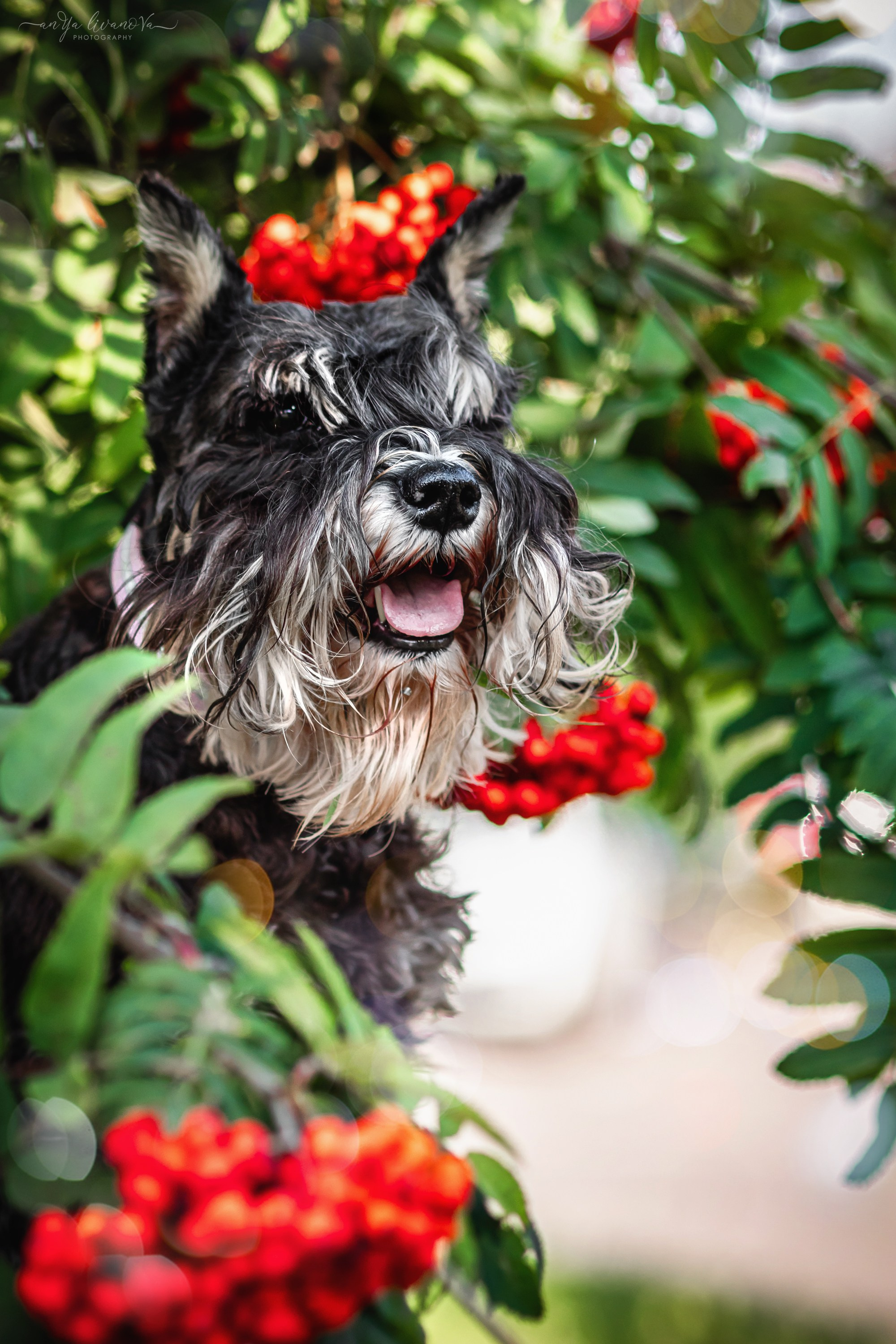 Рябинки. Фотограф анималист Аня Ливанова | Рыбинск