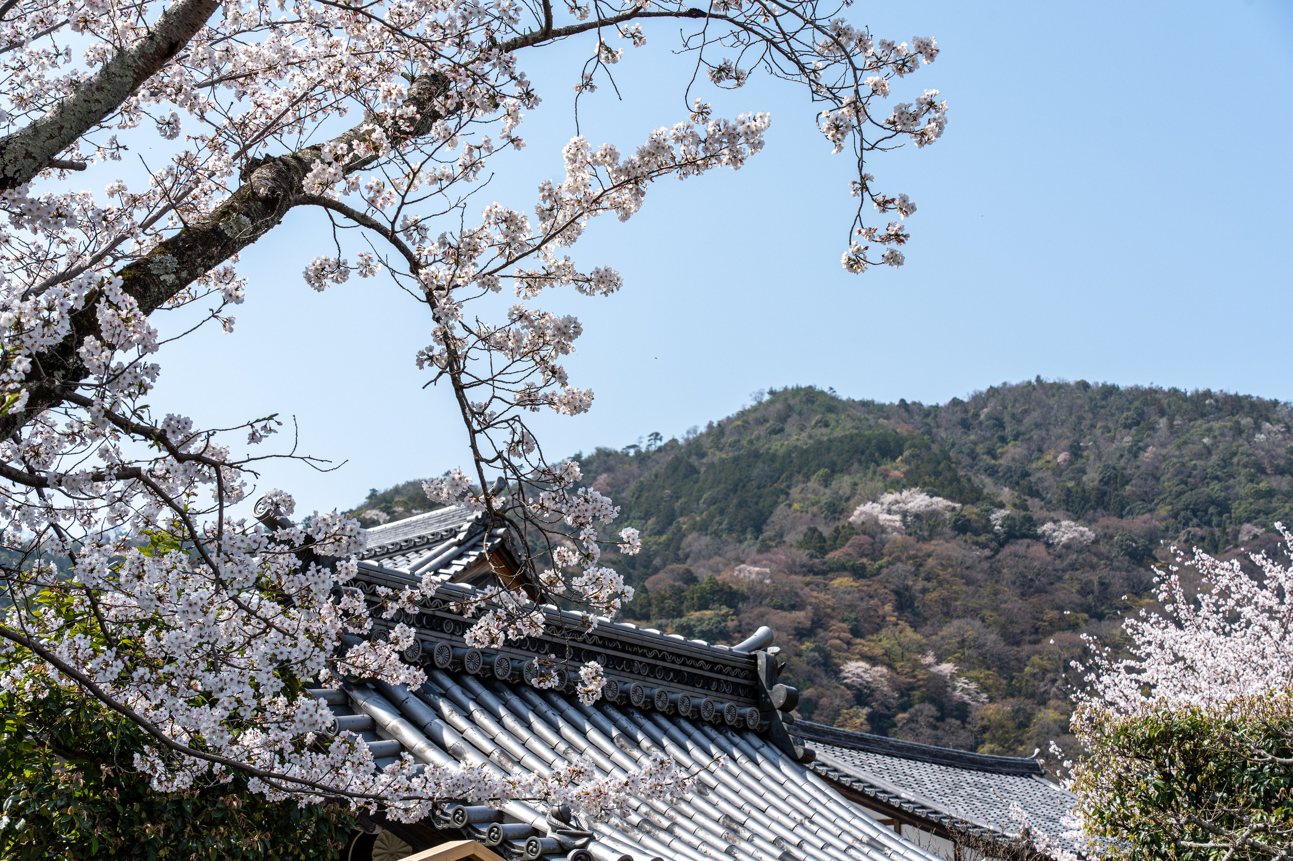 Япония, сакура. Творческие сьемки