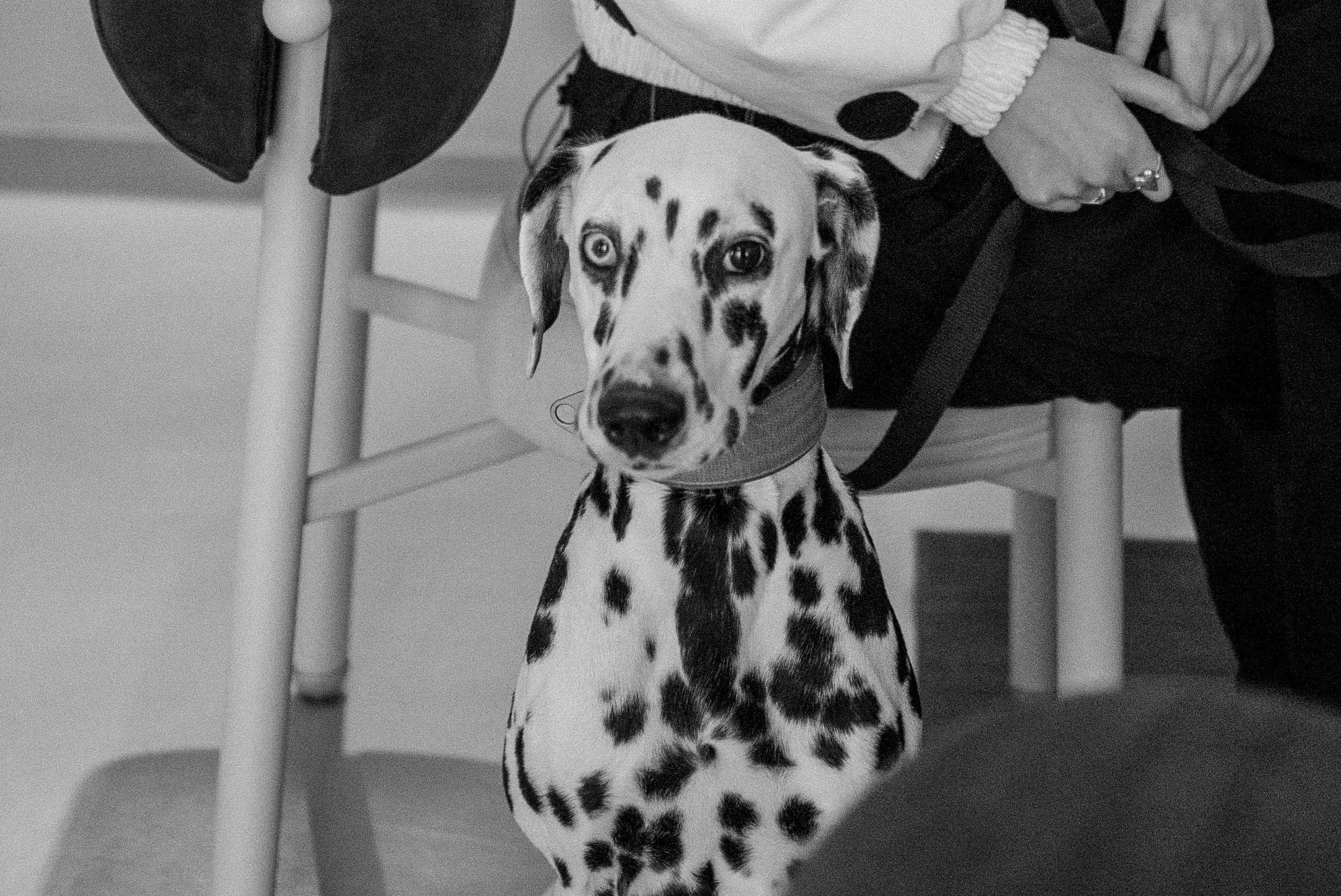 Диана и Лекса. Фотограф-анималист в Екатеринбурге | Кристина