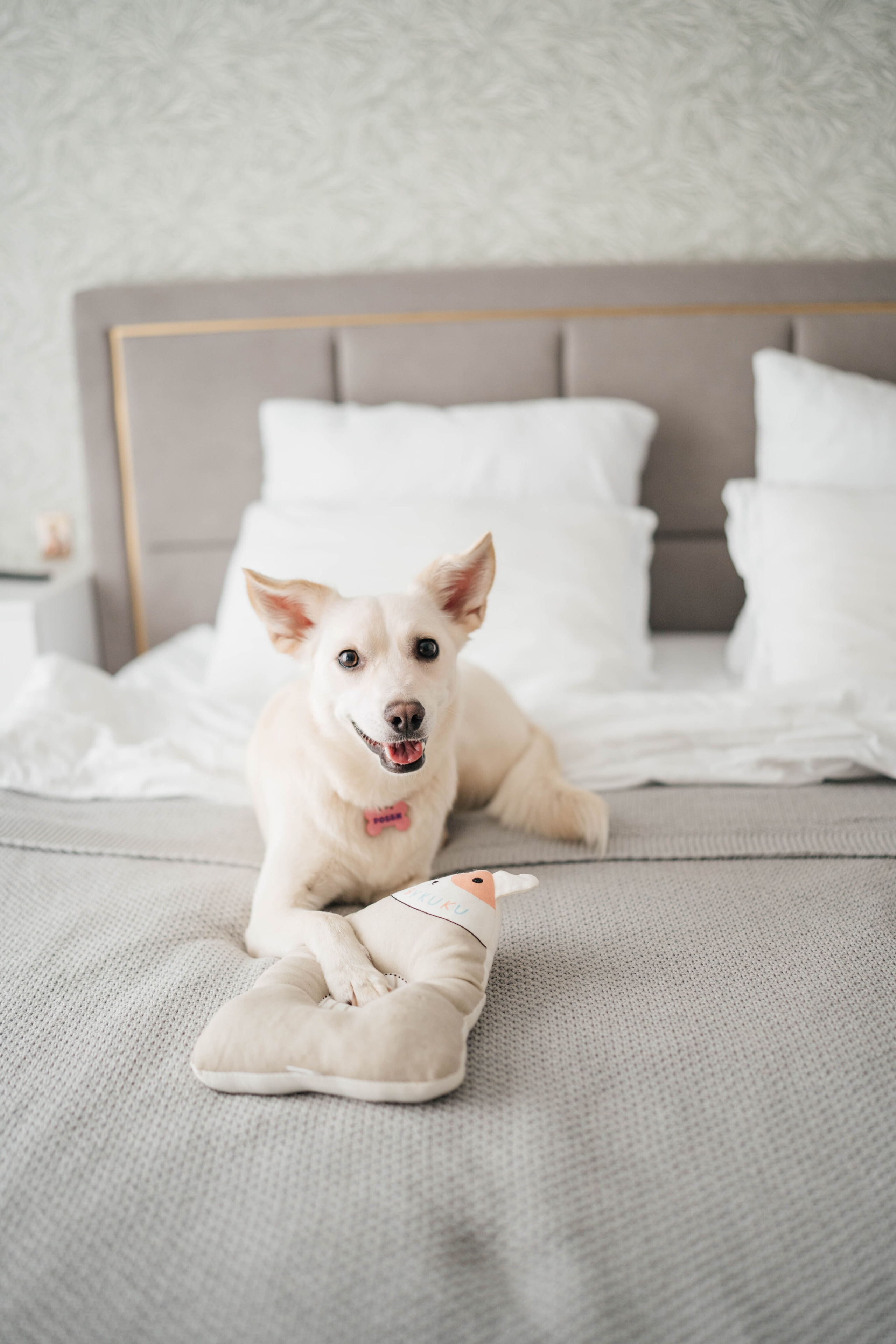 Съемки с животными. Https://instagram.com/ana.stasia.n