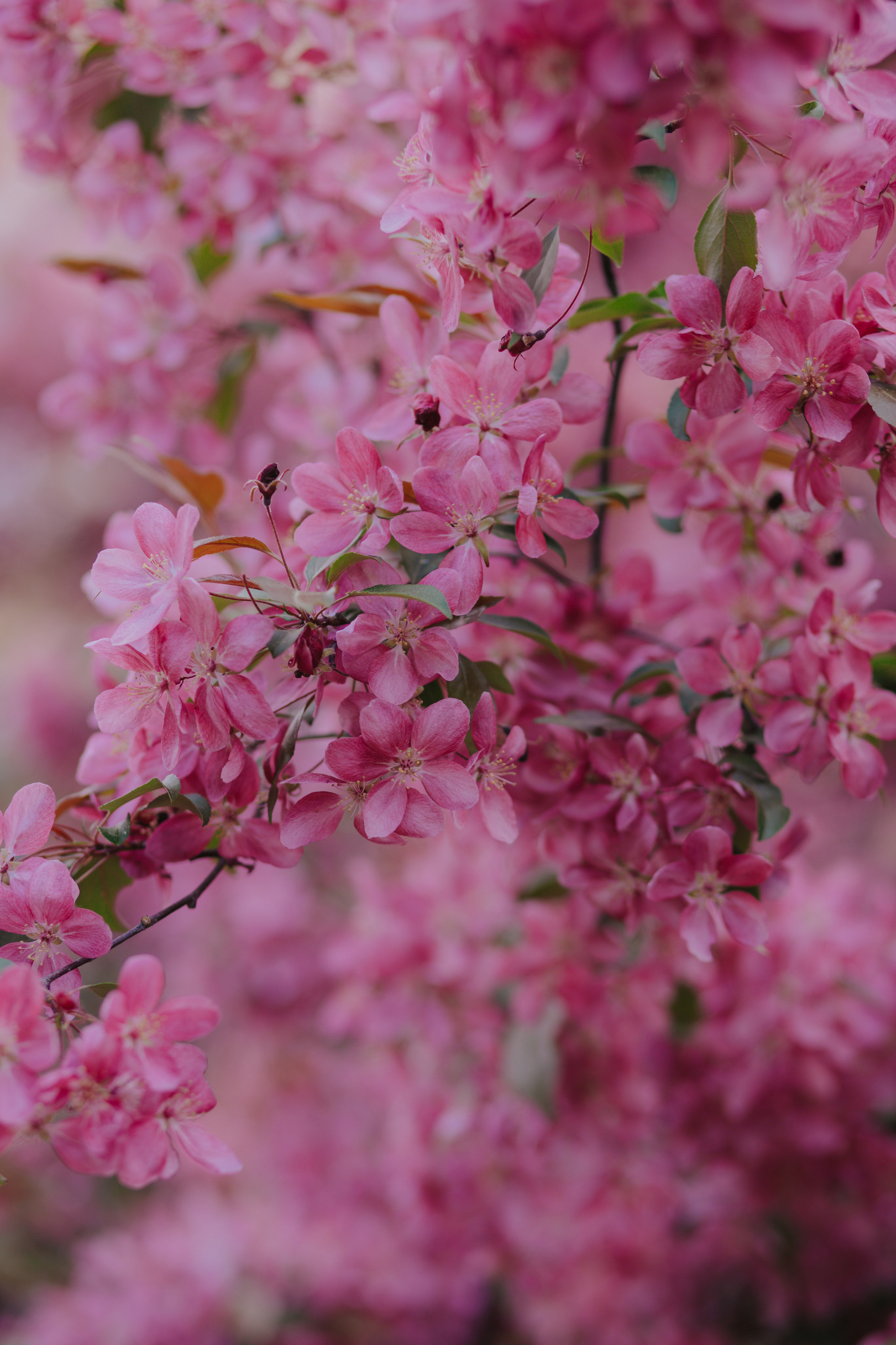 Инна. Художественная винтажная фотография