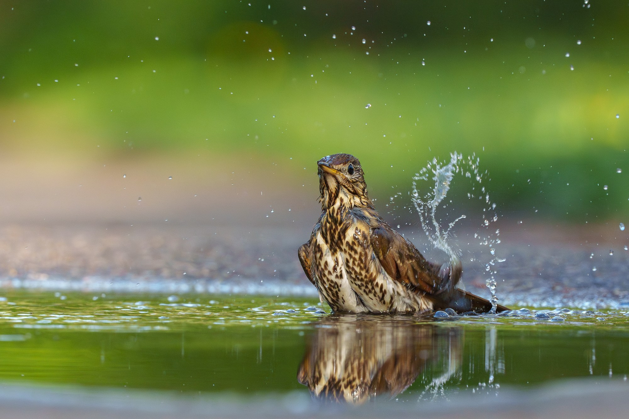 Удивительные мир птиц. Вокруг нас столько прекрасного — присмотритесь!. Ваш личный фотограф Марина Волкова