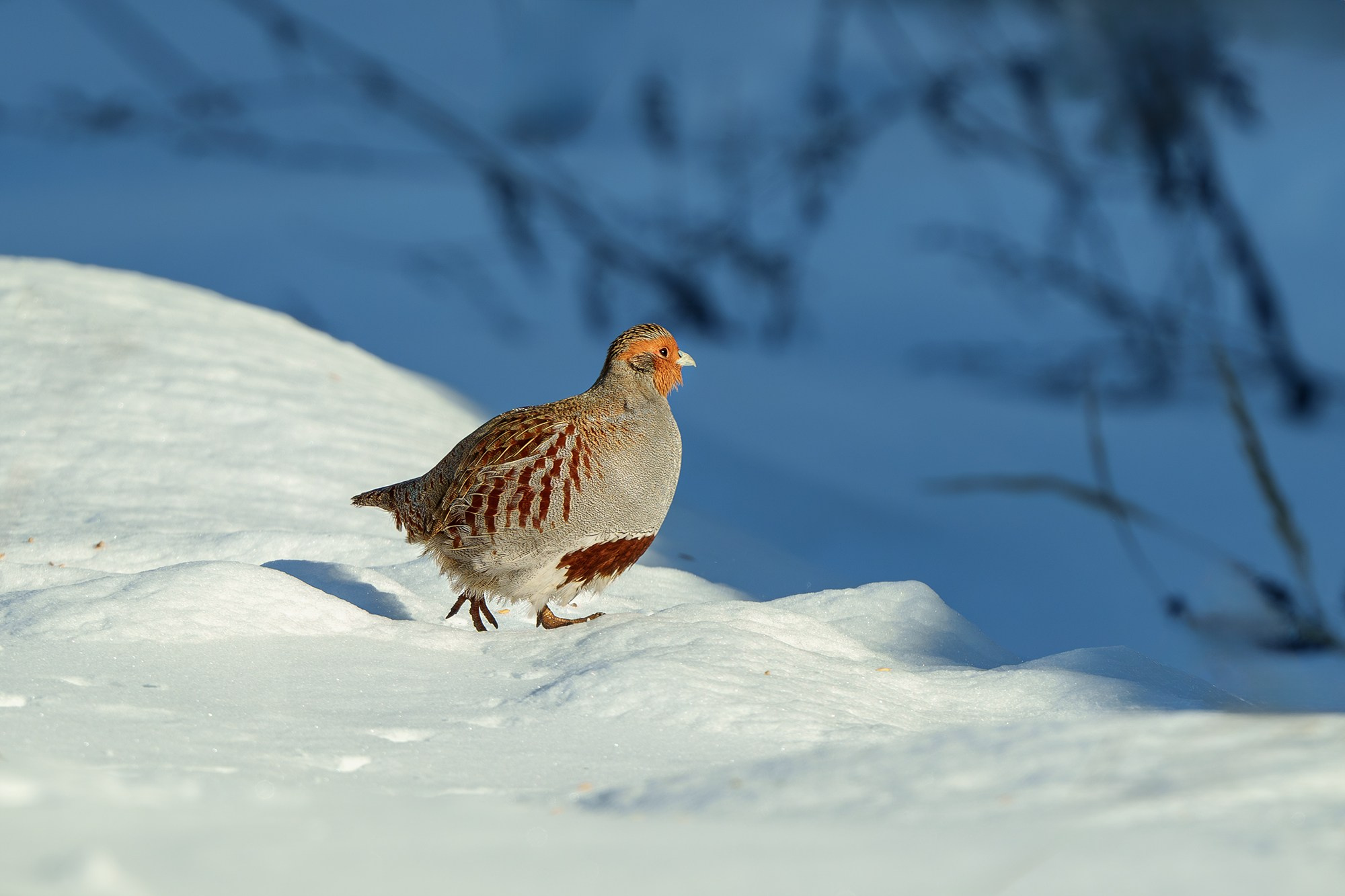 Удивительные мир птиц. Вокруг нас столько прекрасного — присмотритесь!. Ваш личный фотограф Марина Волкова