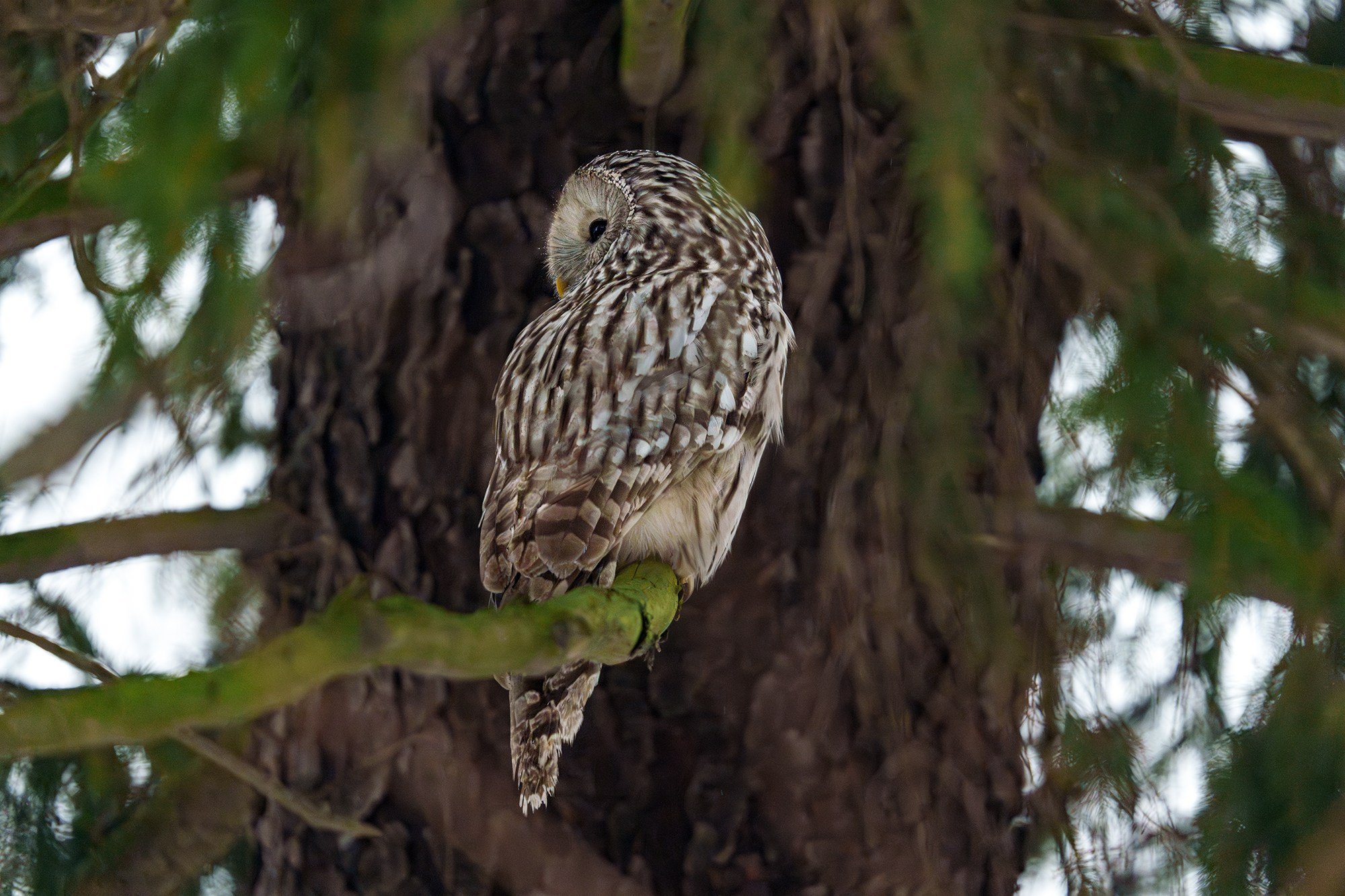 Удивительные мир птиц. Вокруг нас столько прекрасного — присмотритесь!. Ваш личный фотограф Марина Волкова
