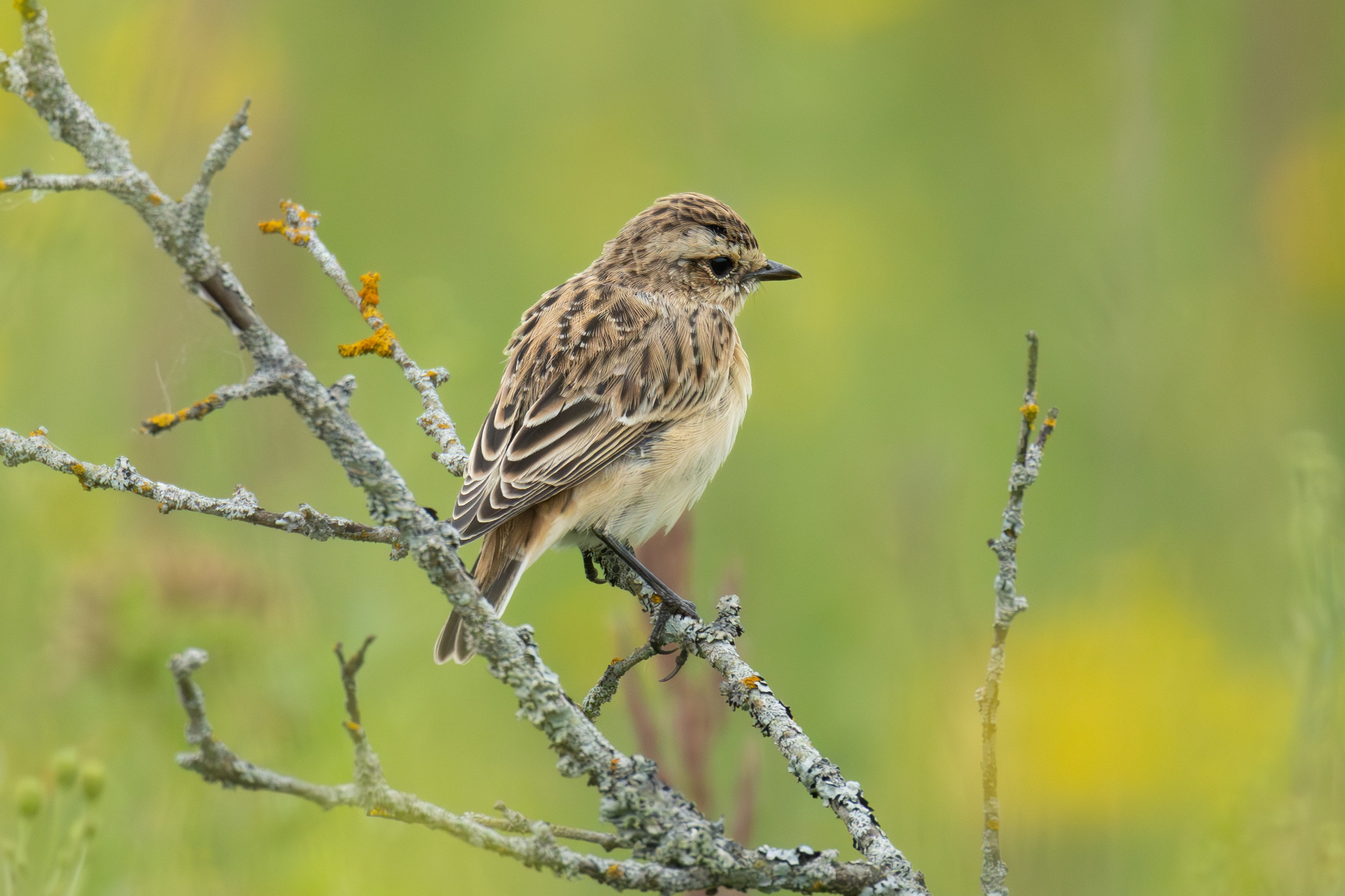 Птицы СНТ «Подлесье». Птицы парков г. Люберцы