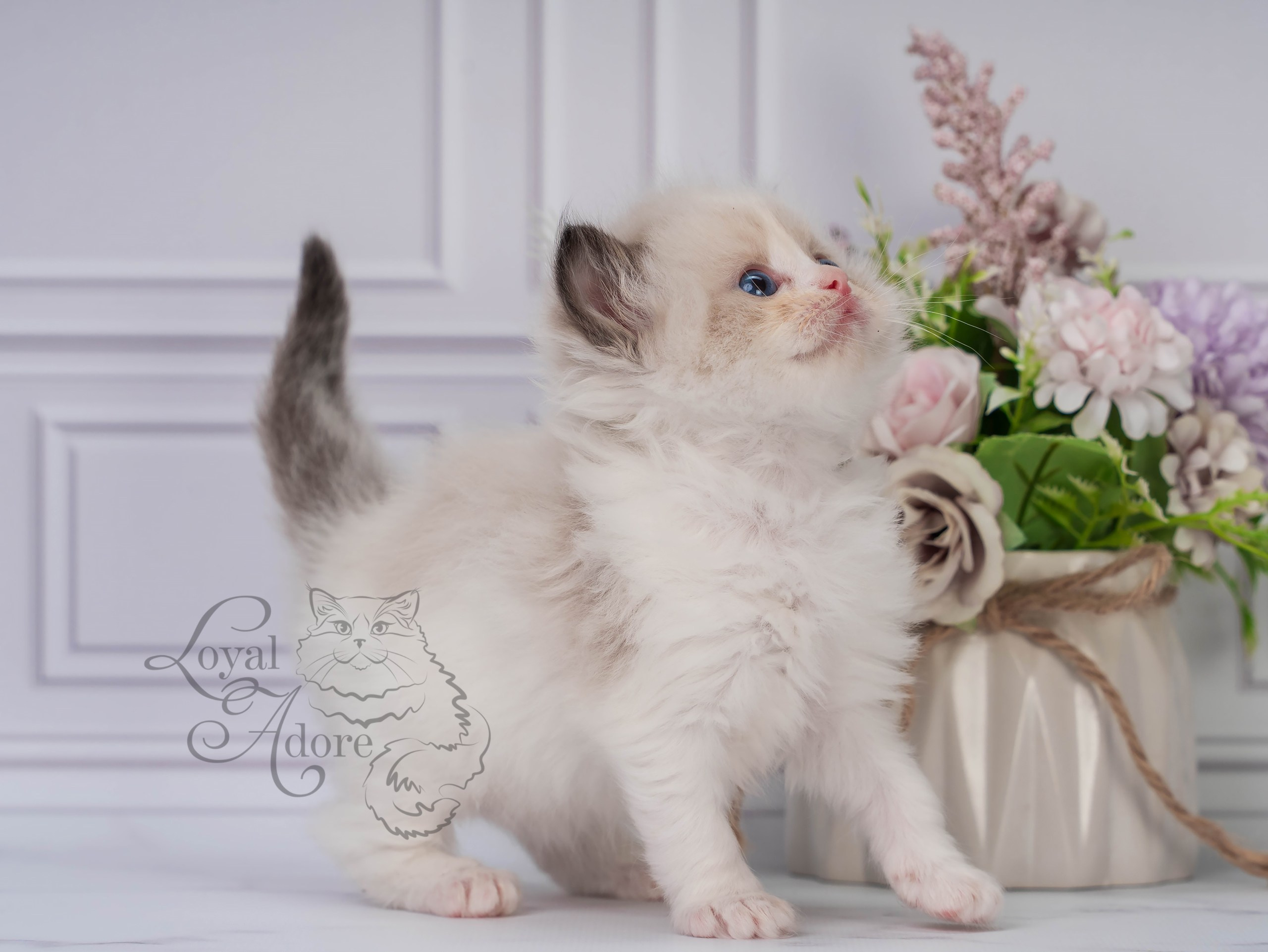 Котята рэгдолл от Loyal Adore. Питомник рэгдолл Loyal Adore