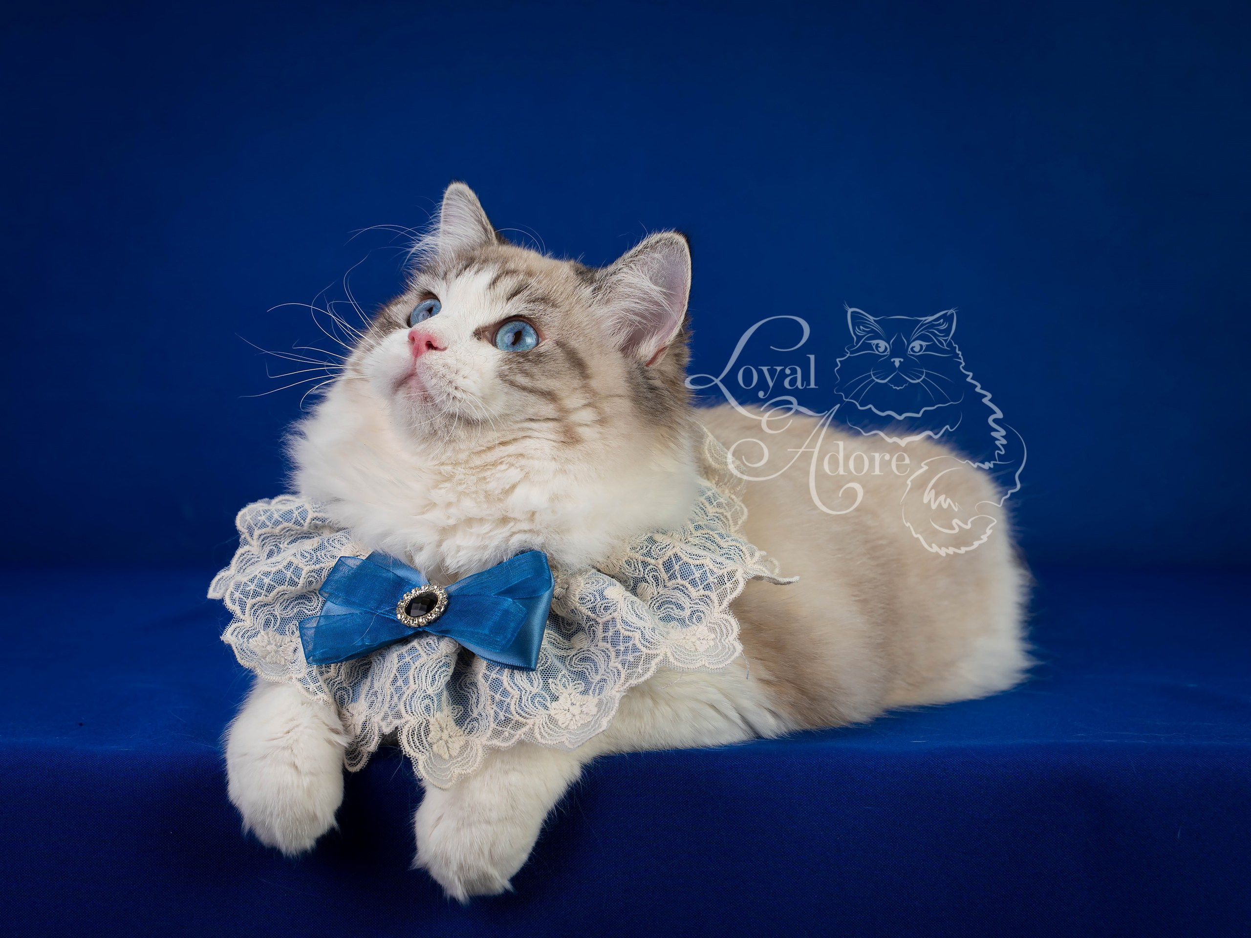 Кошки производители Loyal Adore. Питомник рэгдолл Loyal Adore