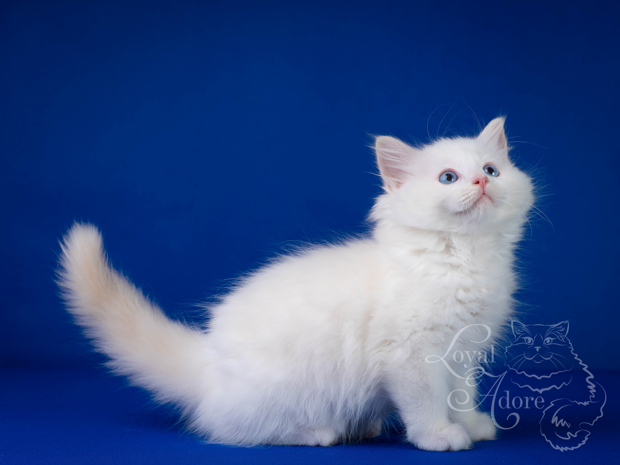 Котята рэгдолл от Loyal Adore. Питомник рэгдолл Loyal Adore