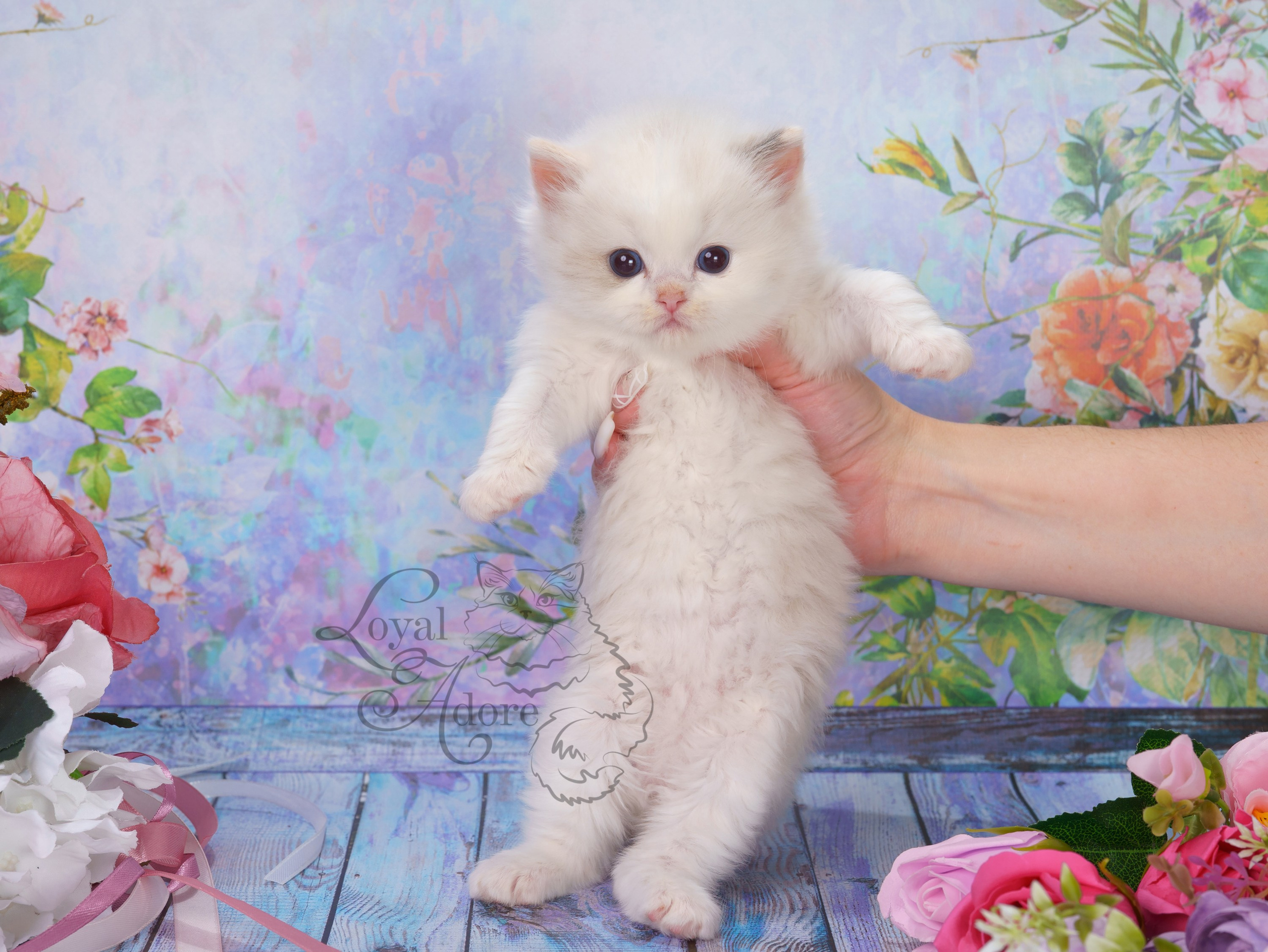 Котята рэгдолл от Loyal Adore. Питомник рэгдолл Loyal Adore