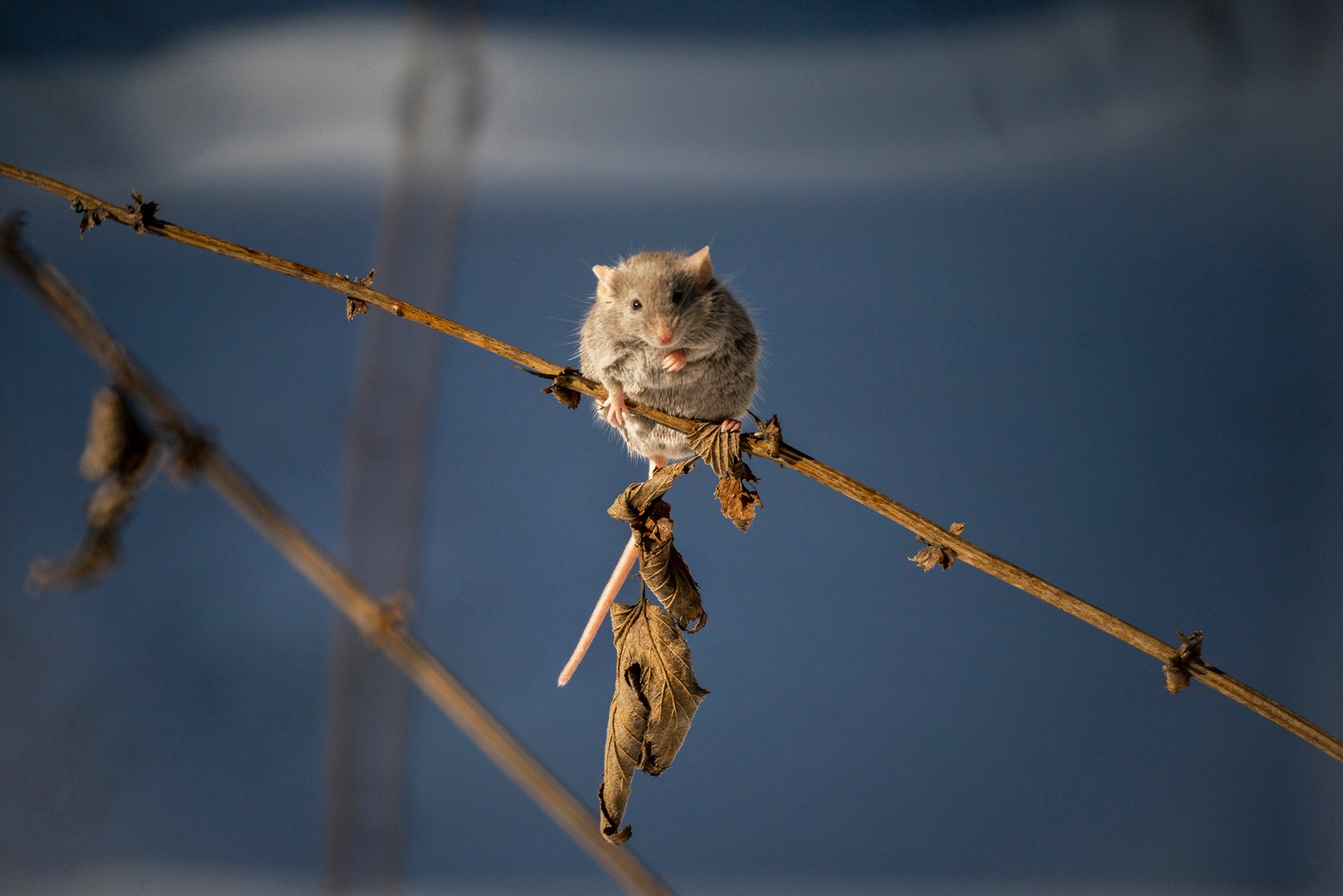 Животные. Ваш личный фотограф Марина Волкова