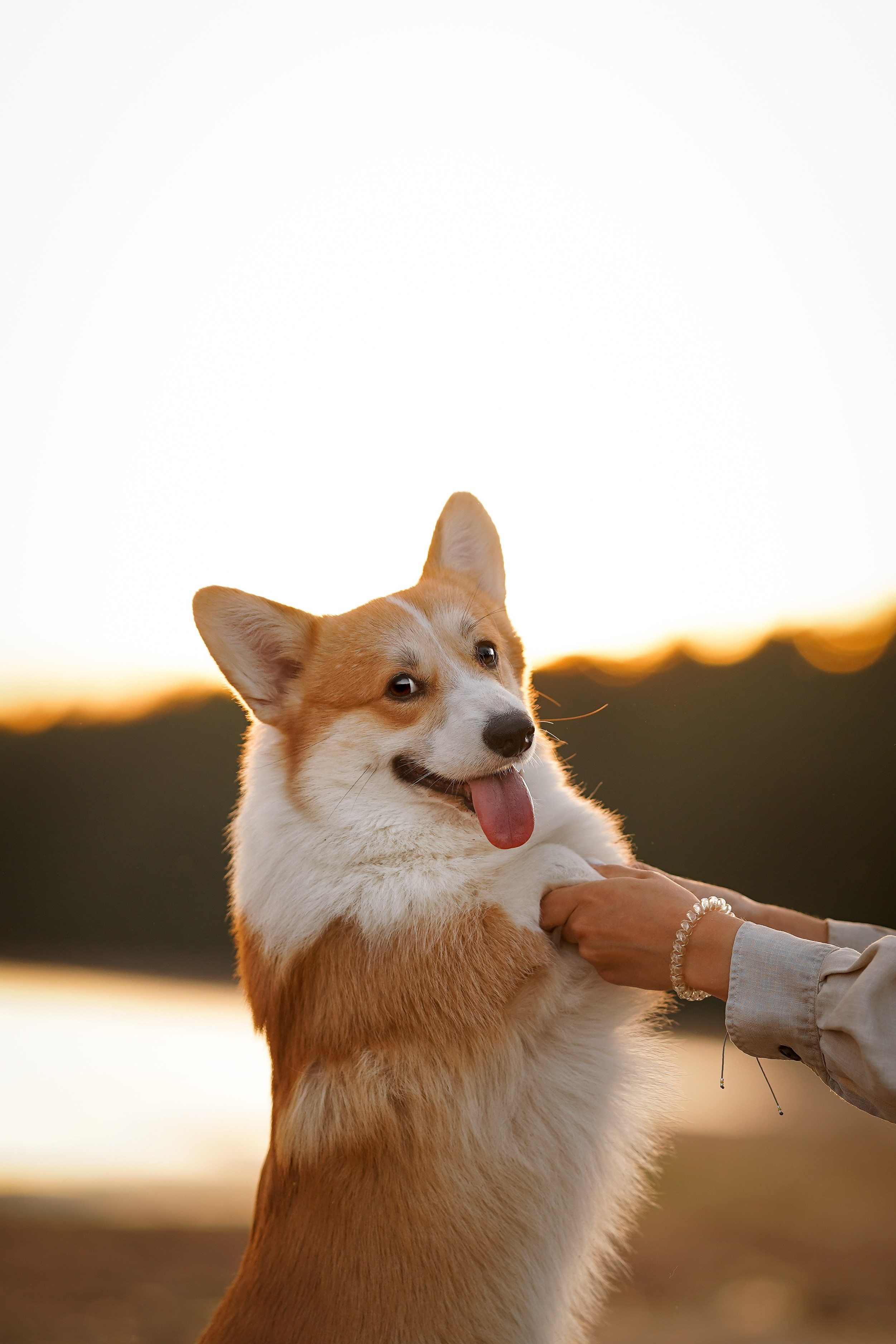 Катя Алиса и коржики. Фотограф-анималист в Санкт-Петербурге Яна Мартынова