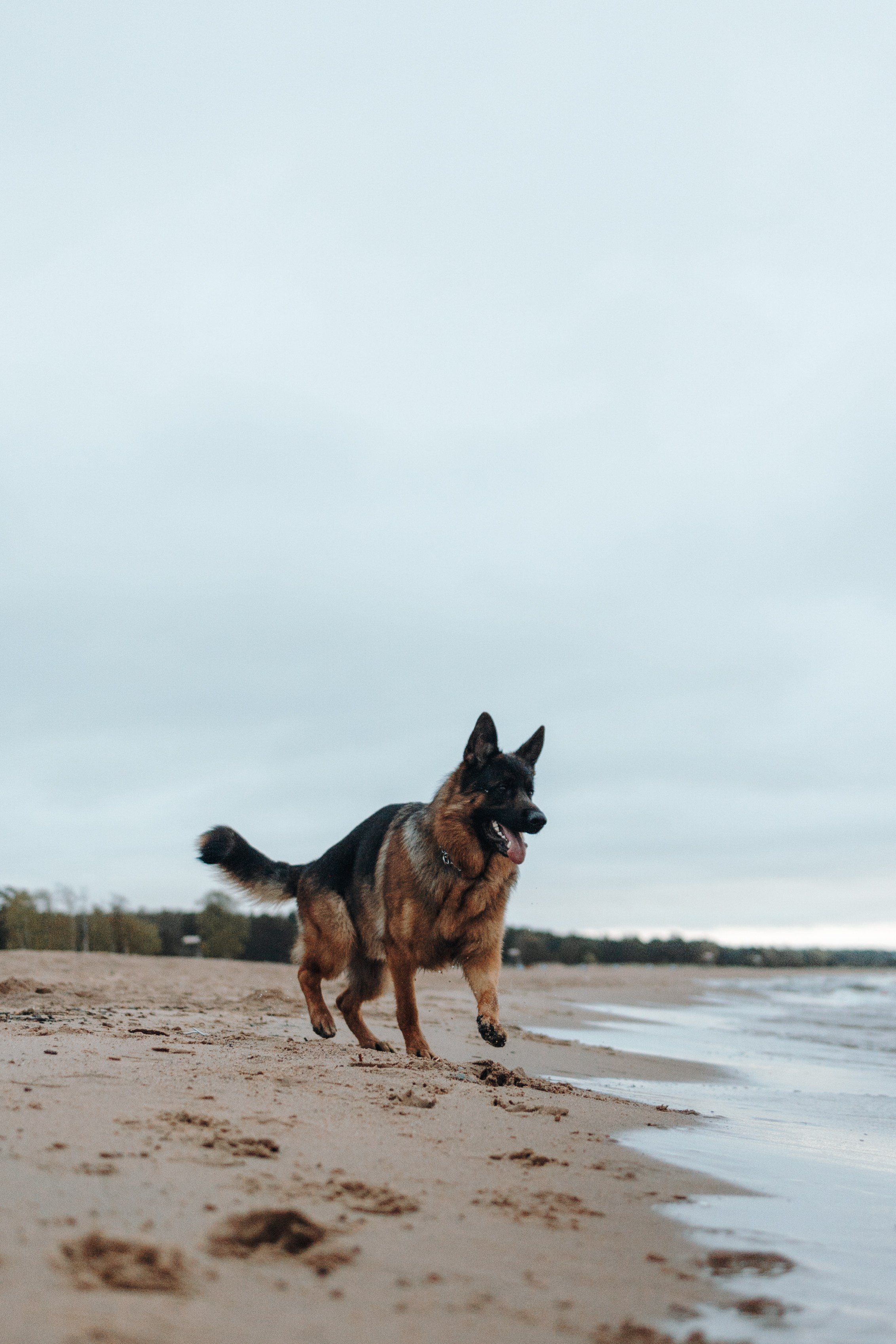 Катя и Агат. Фотограф — Анималист | Санкт-Петербург