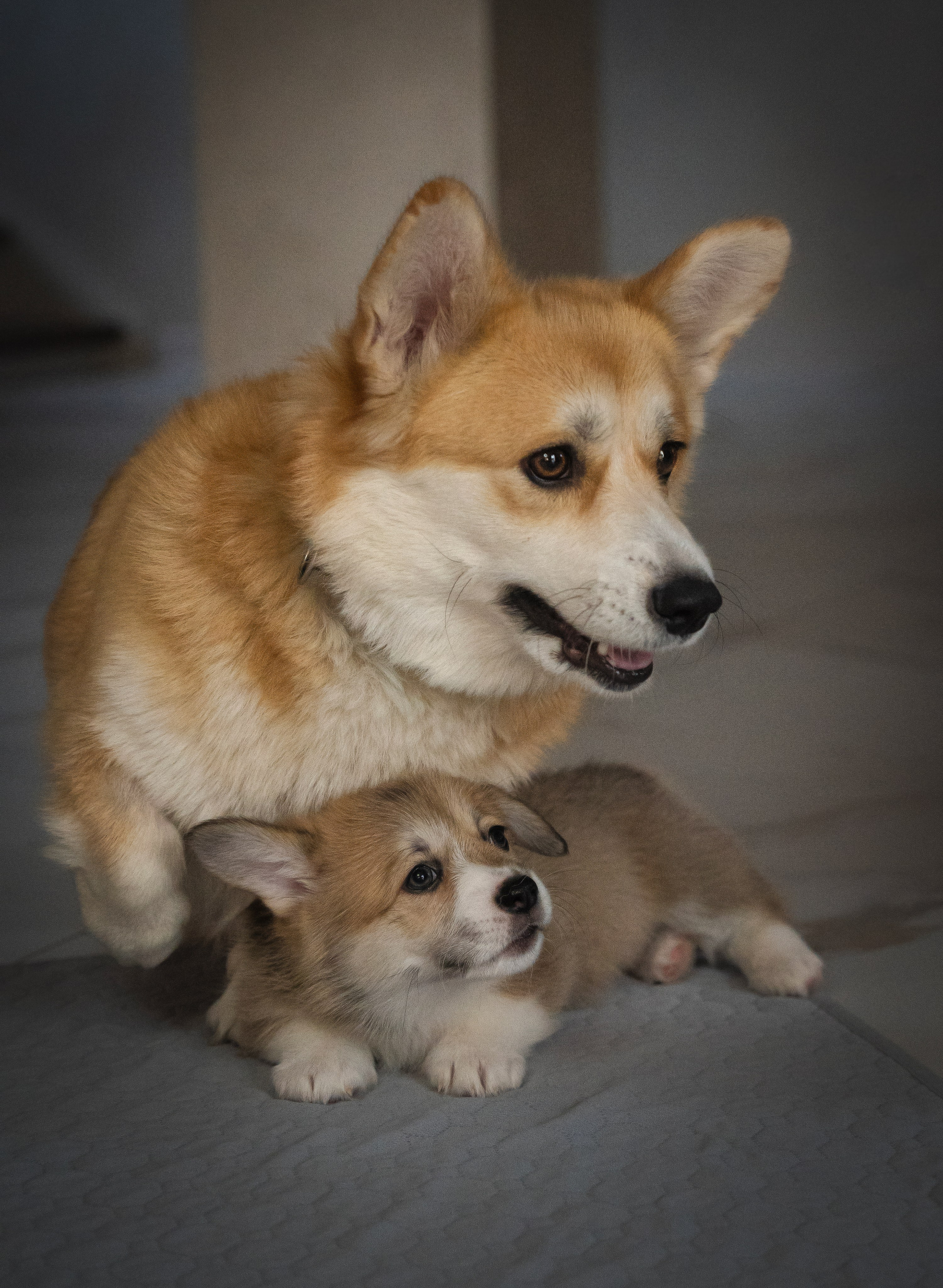 Щенки. Семейный фотограф анималист г. Находка