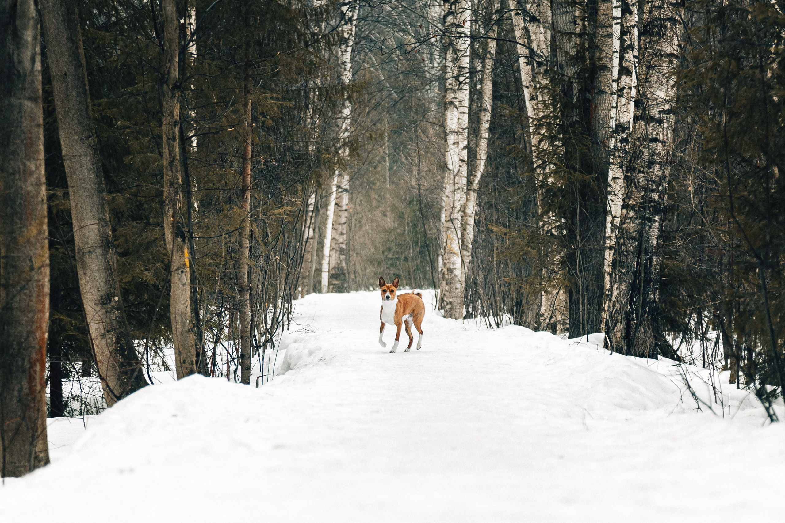 Басенджи Мэнни. Htykk_photo