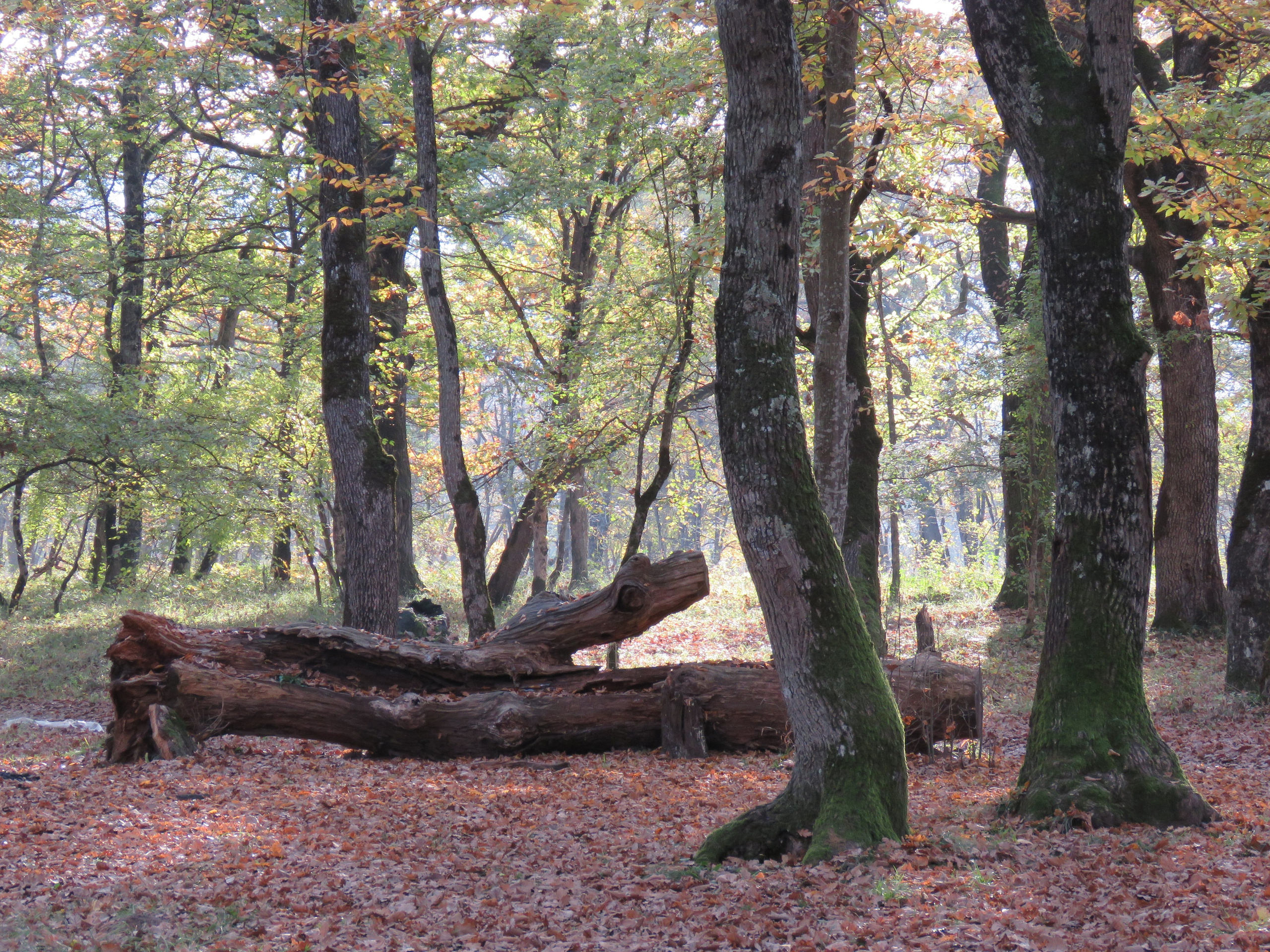 Мамочка дорогая, Царствие Небесное!. Собор Отрасли