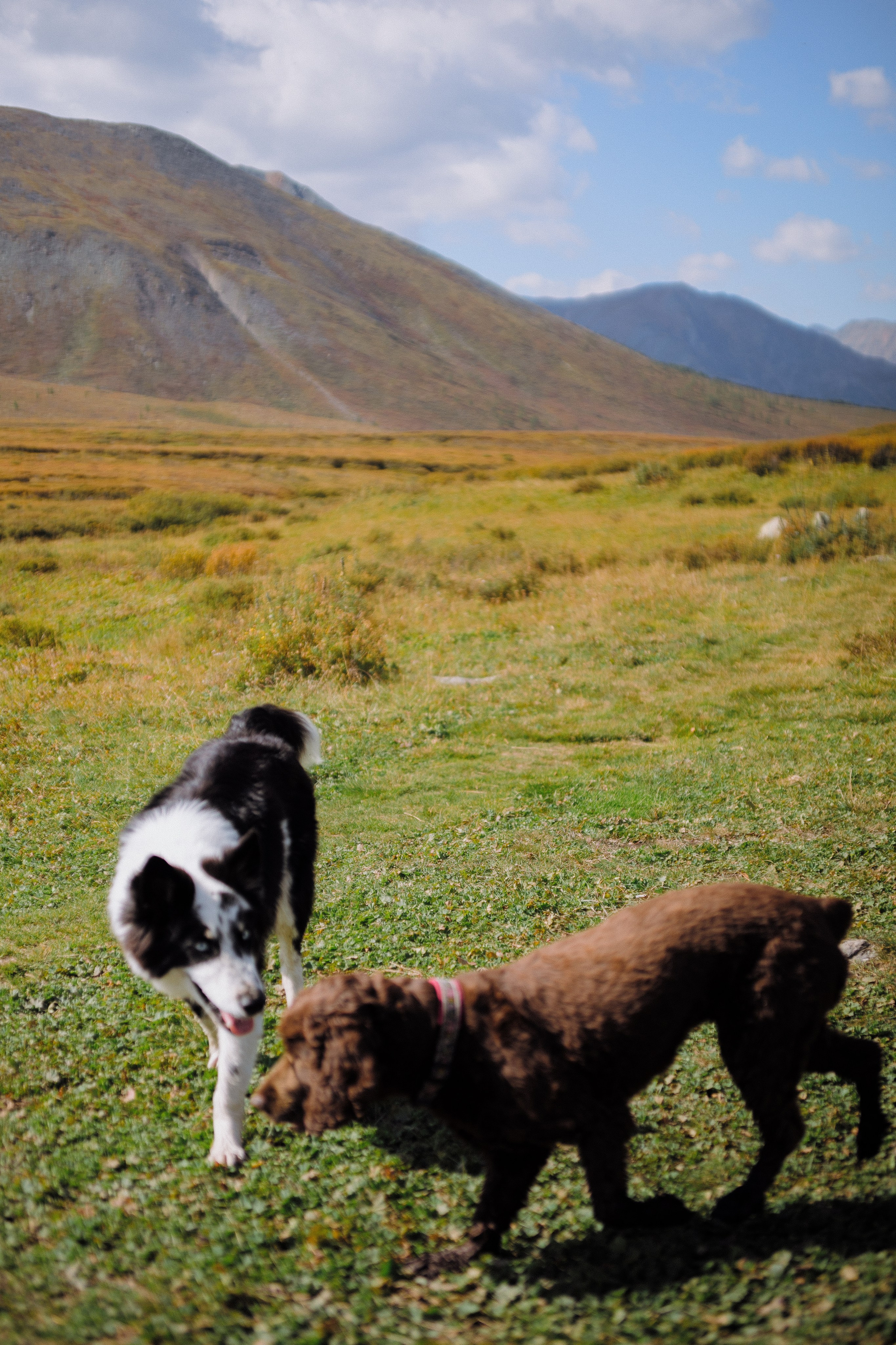 Шавлинские. Главная