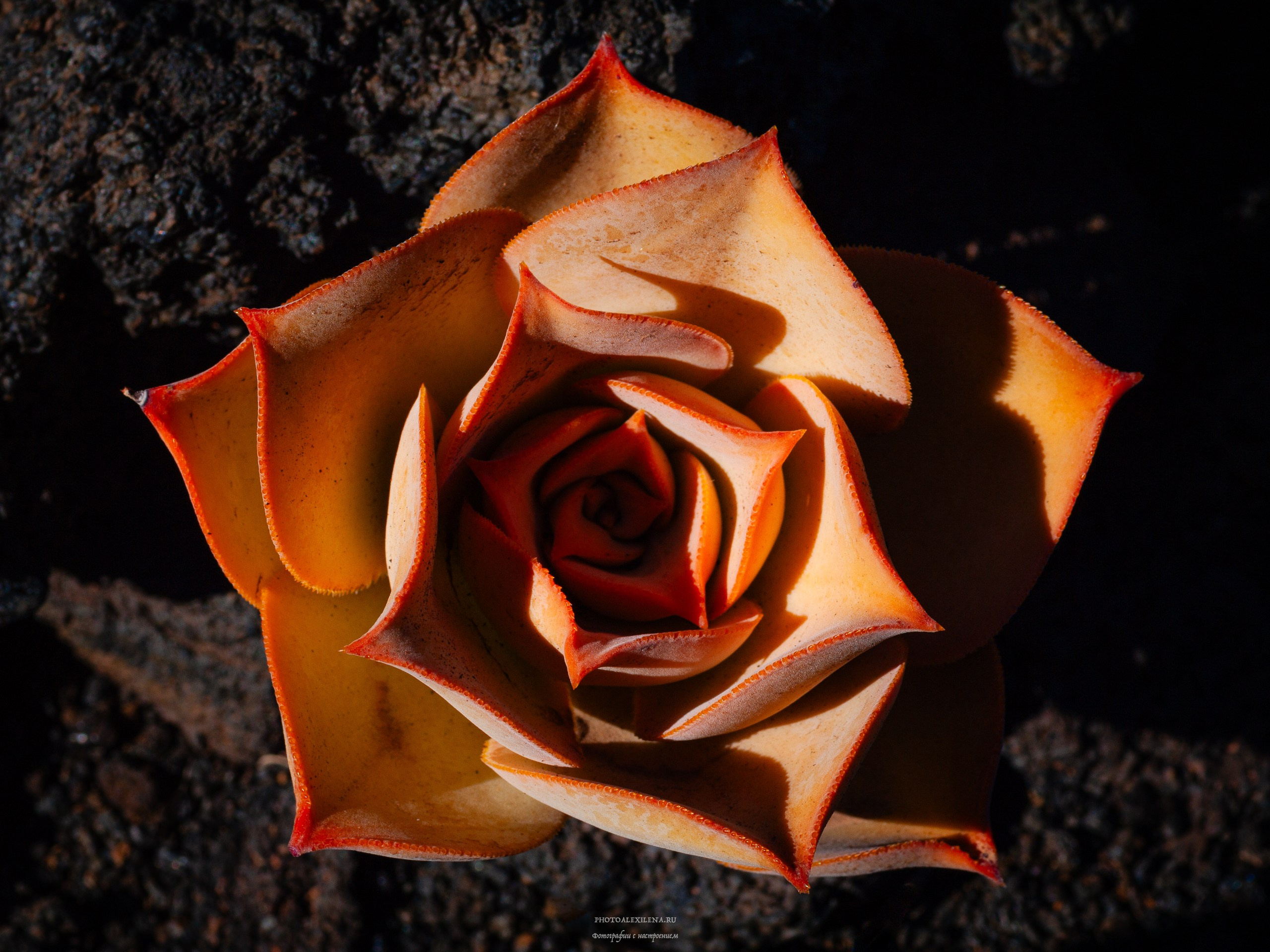 Осязаемая красота. Авторские стильные фотокартины