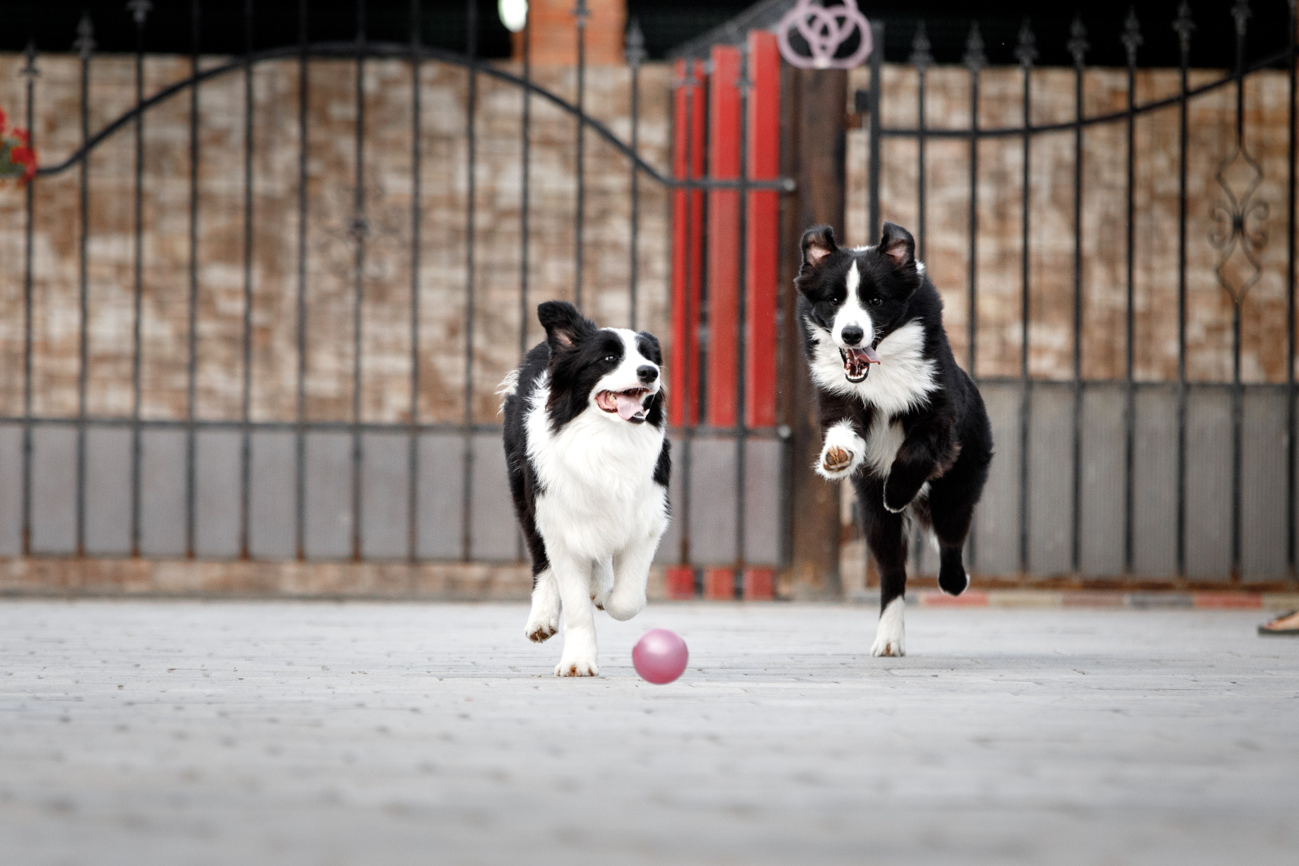 Болтовня в саду. О нас